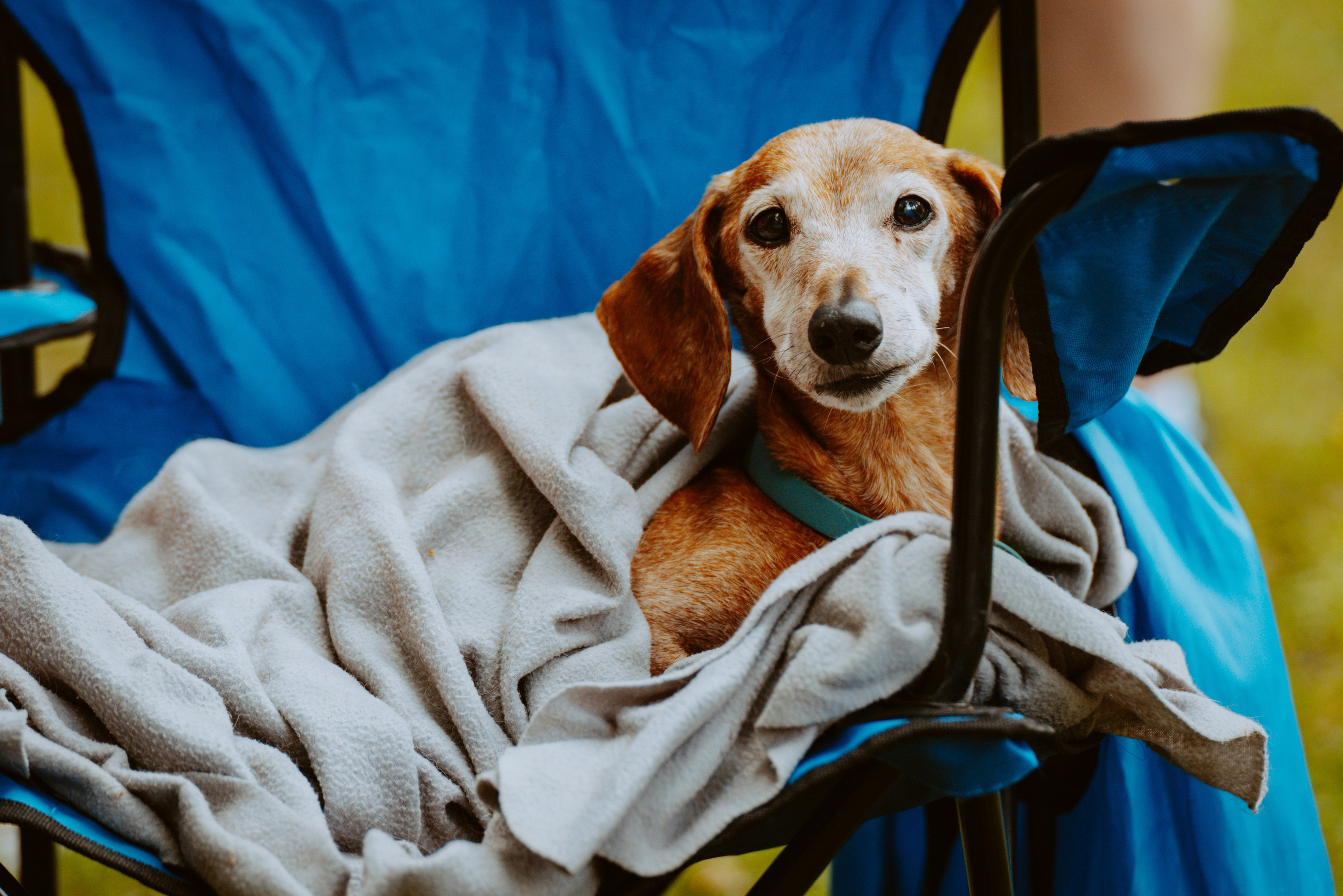 Такспарад. Фотограф анималист в Спб недорого Олеся Майорова