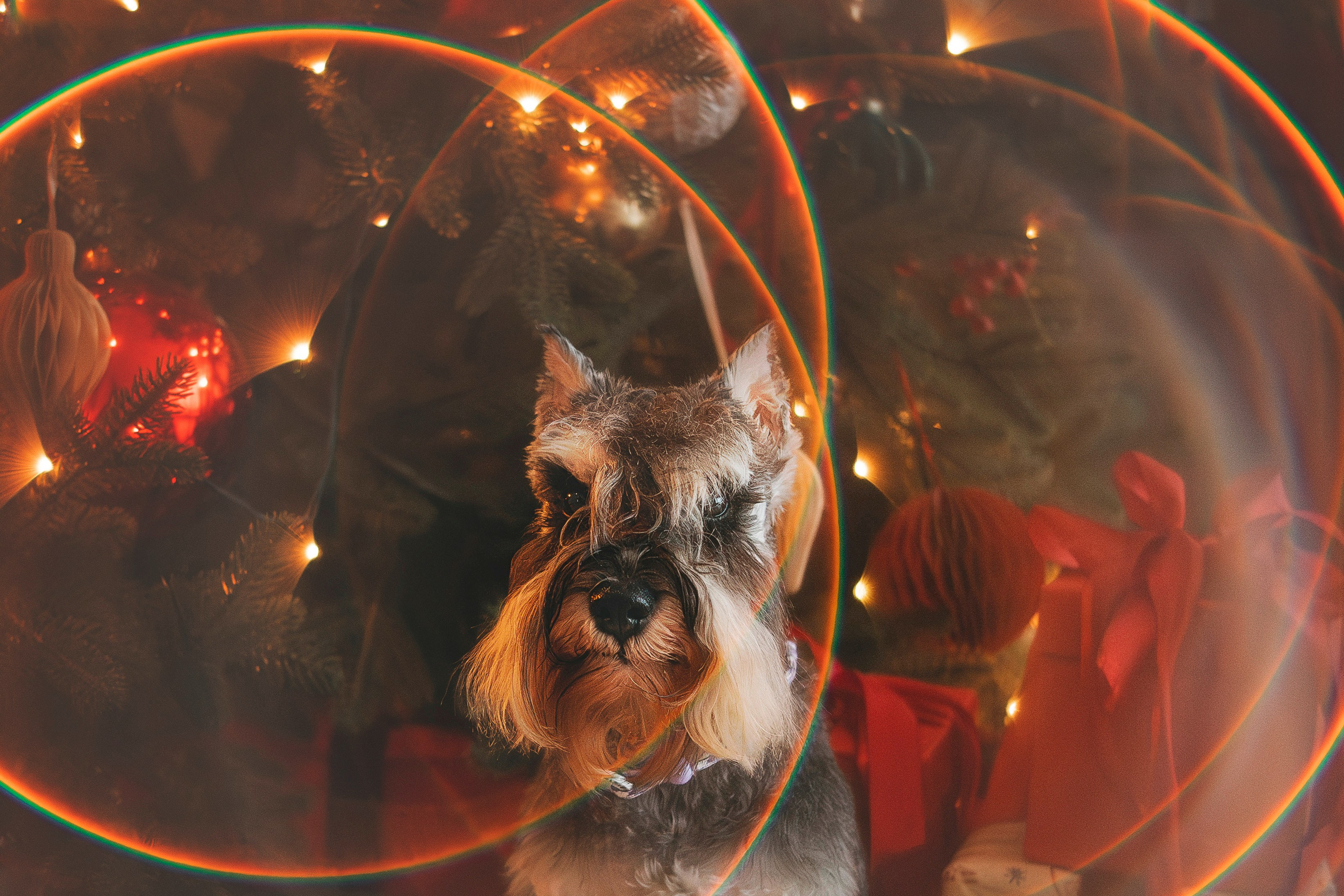 Ольга и Сатори. Фотограф анималист в Спб недорого Олеся Майорова