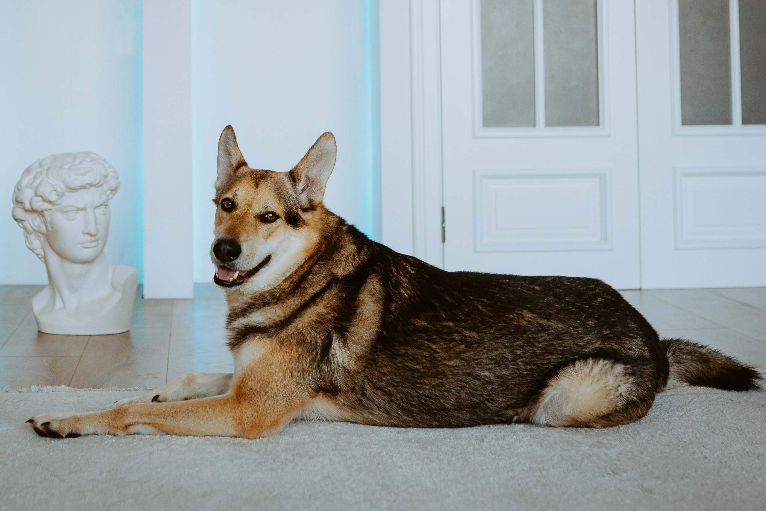 Рэй, Кузя, Ольга и Александр. Фотограф анималист в Спб недорого Олеся Майорова