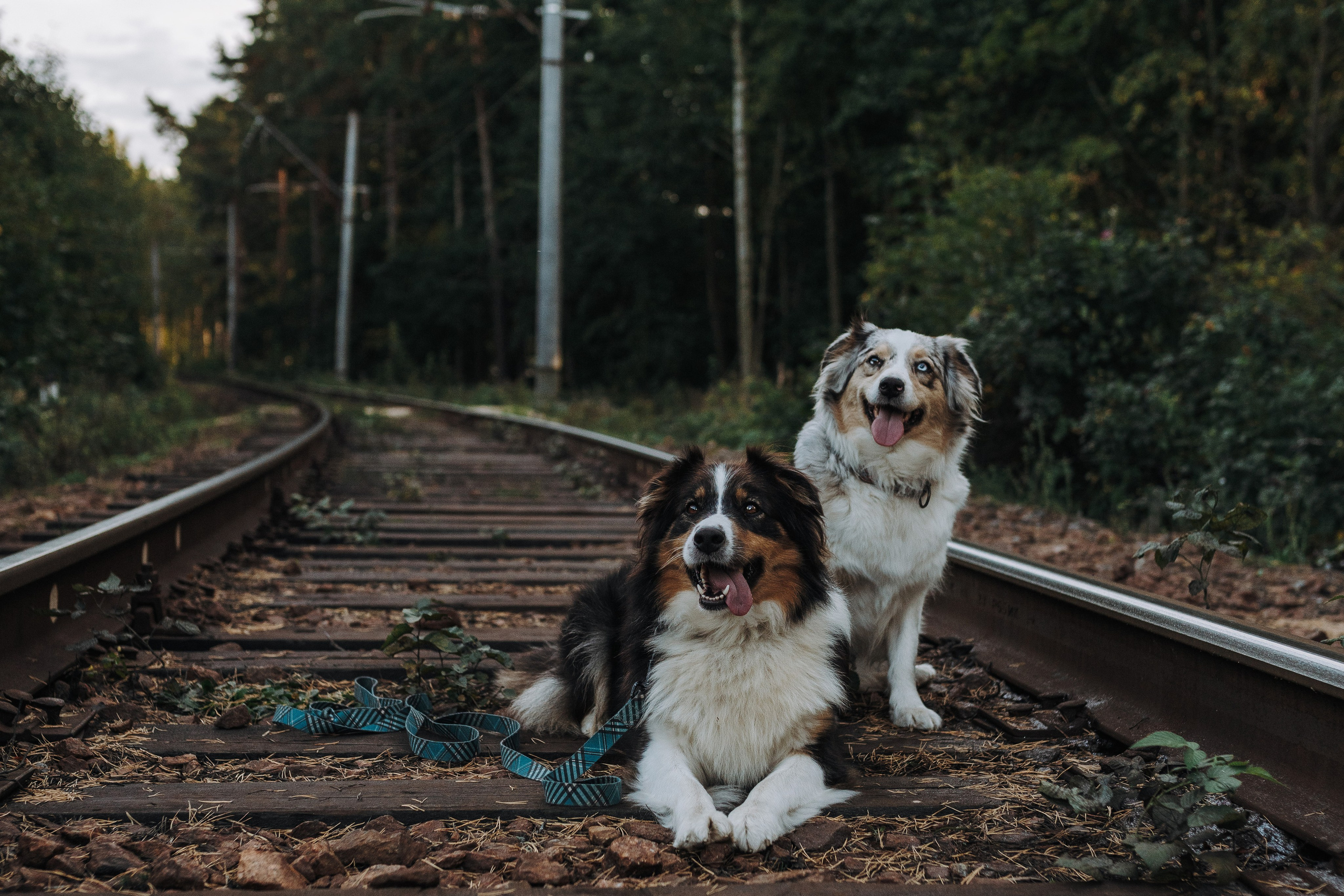 Фотограф анималист в Спб. Фотограф анималист в Спб недорого Олеся Майорова