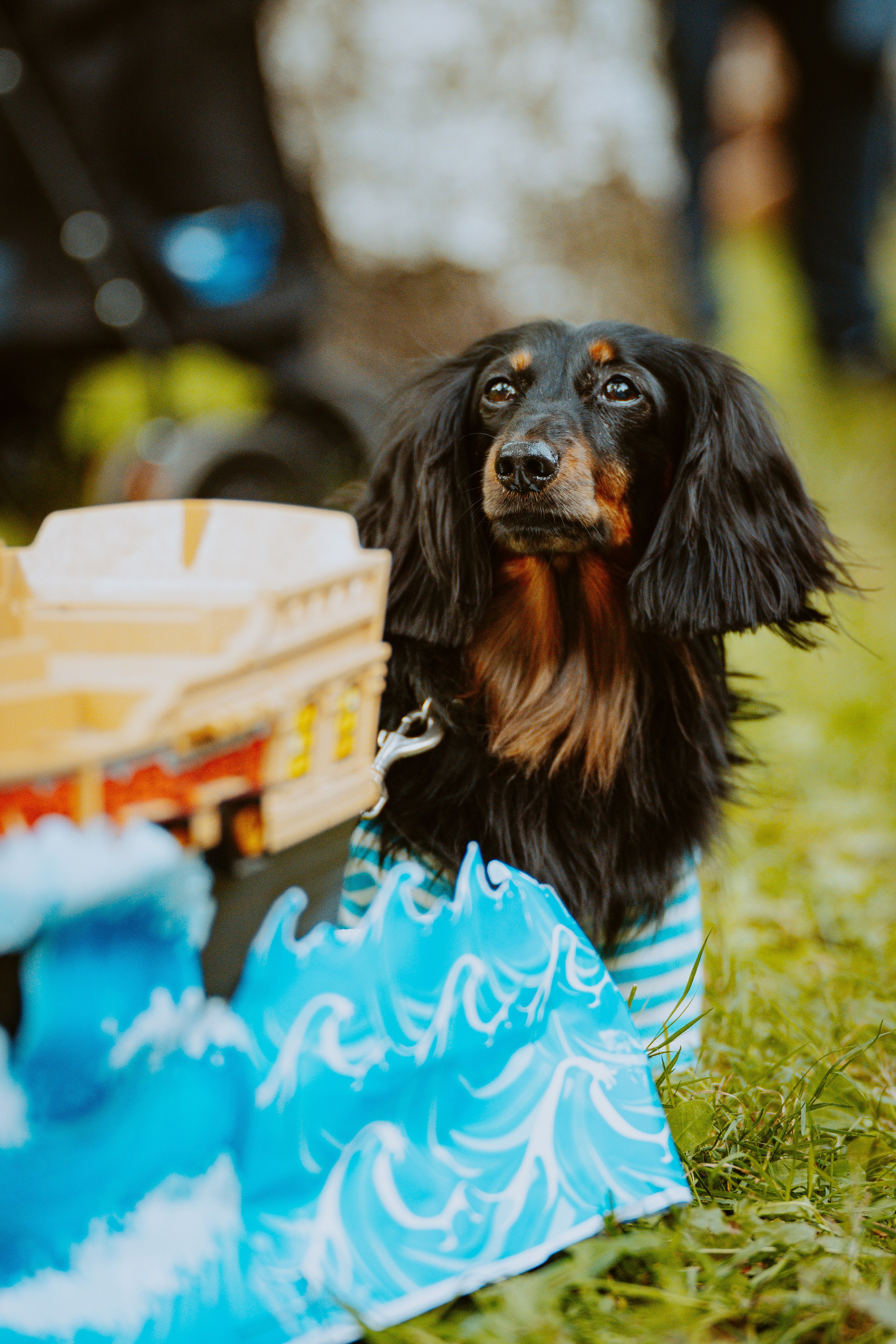 Такспарад. Фотограф анималист в Спб недорого Олеся Майорова