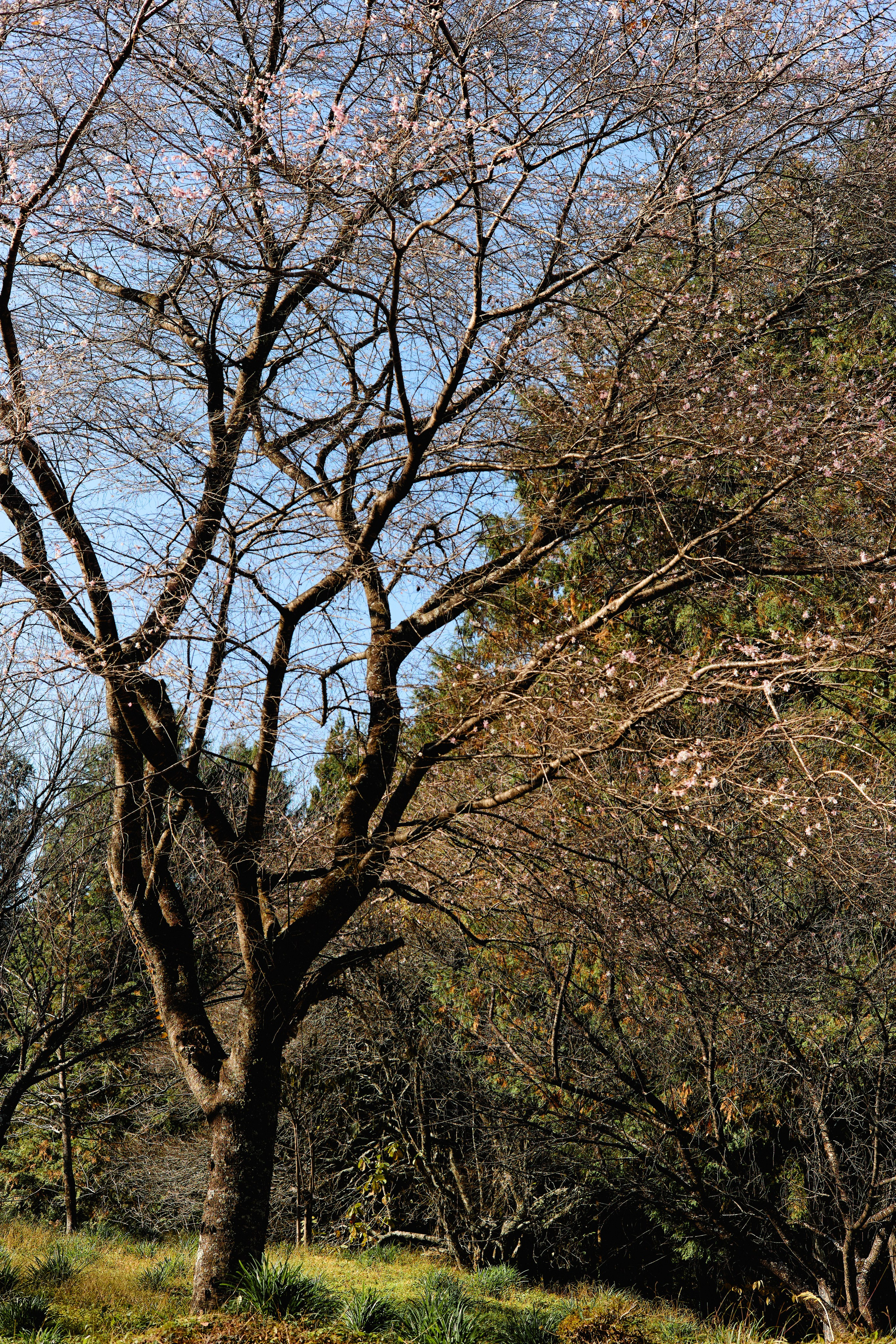 Япония. Профессиональный Фотограф во Владимире, в Москве и в Суздале — Полина Романычева