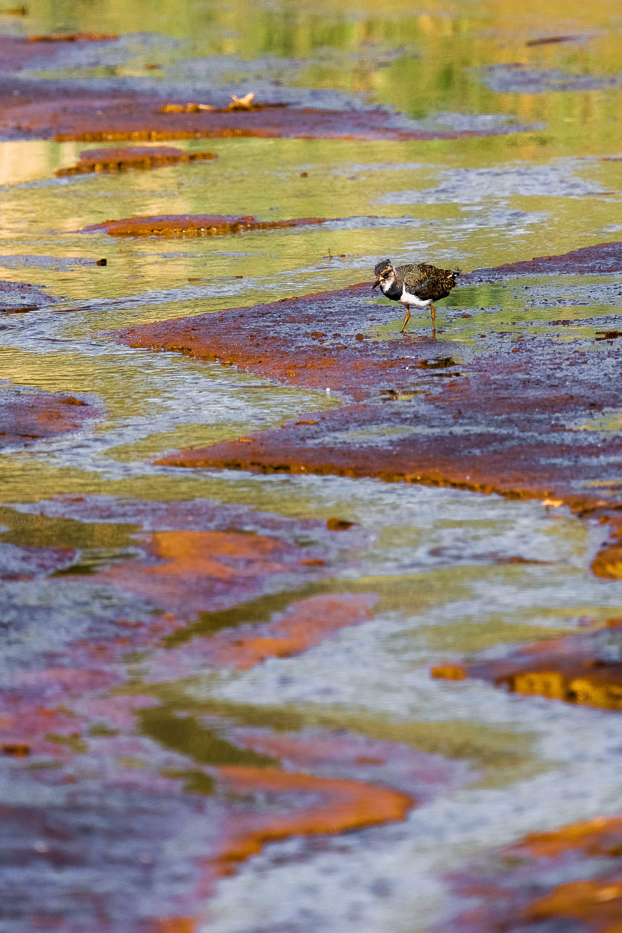 Цветные фотографии. Фотографии Лены Соколовой
