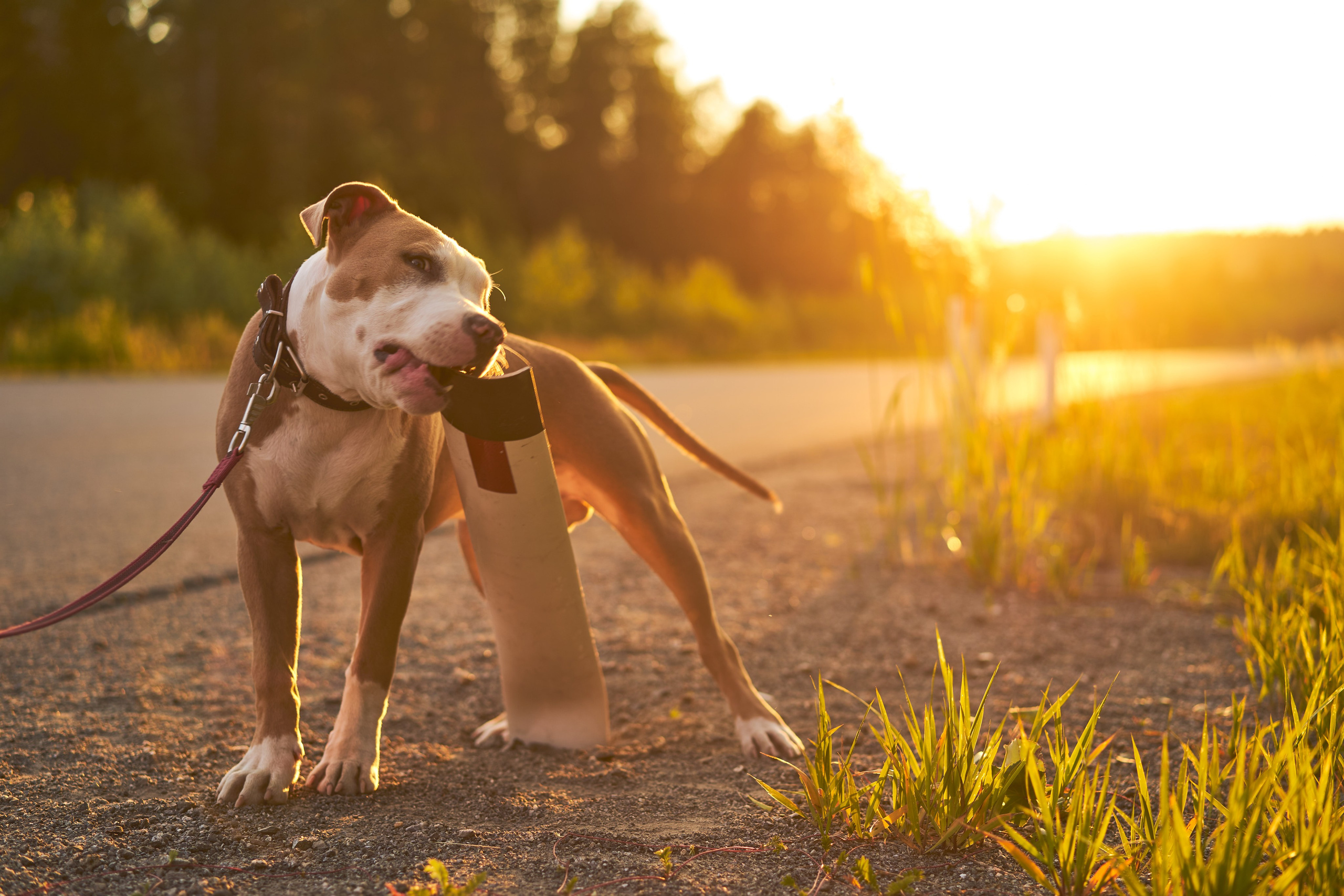 Мужская фотосессия с собакой на закате. Фотограф Екатеринбург Кокшарова Александра