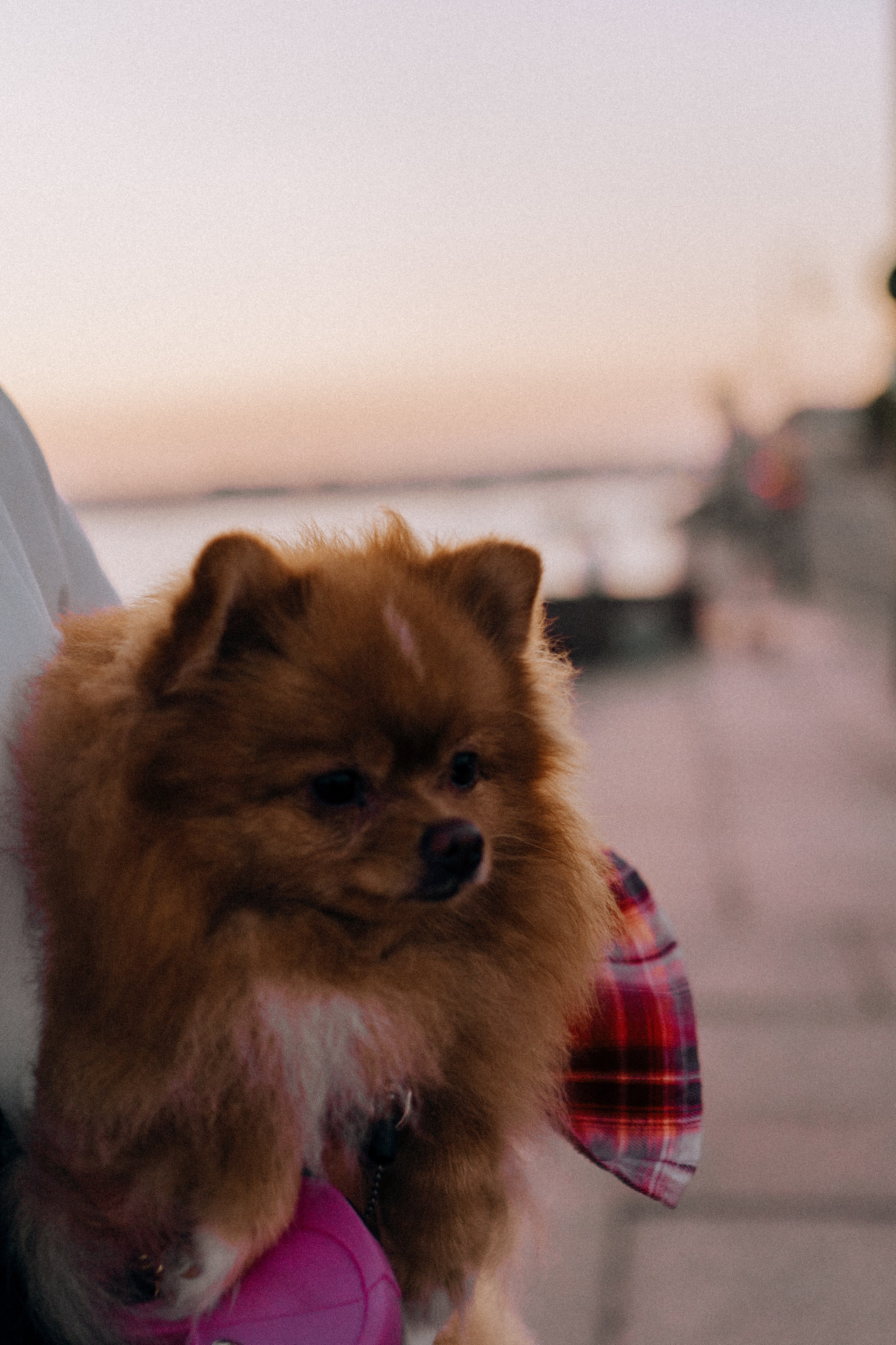 РАССВЕТНАЯ ИСТОРИЯ. Профессиональный фотограф, Санкт-Петербург — Виктория Богомолова