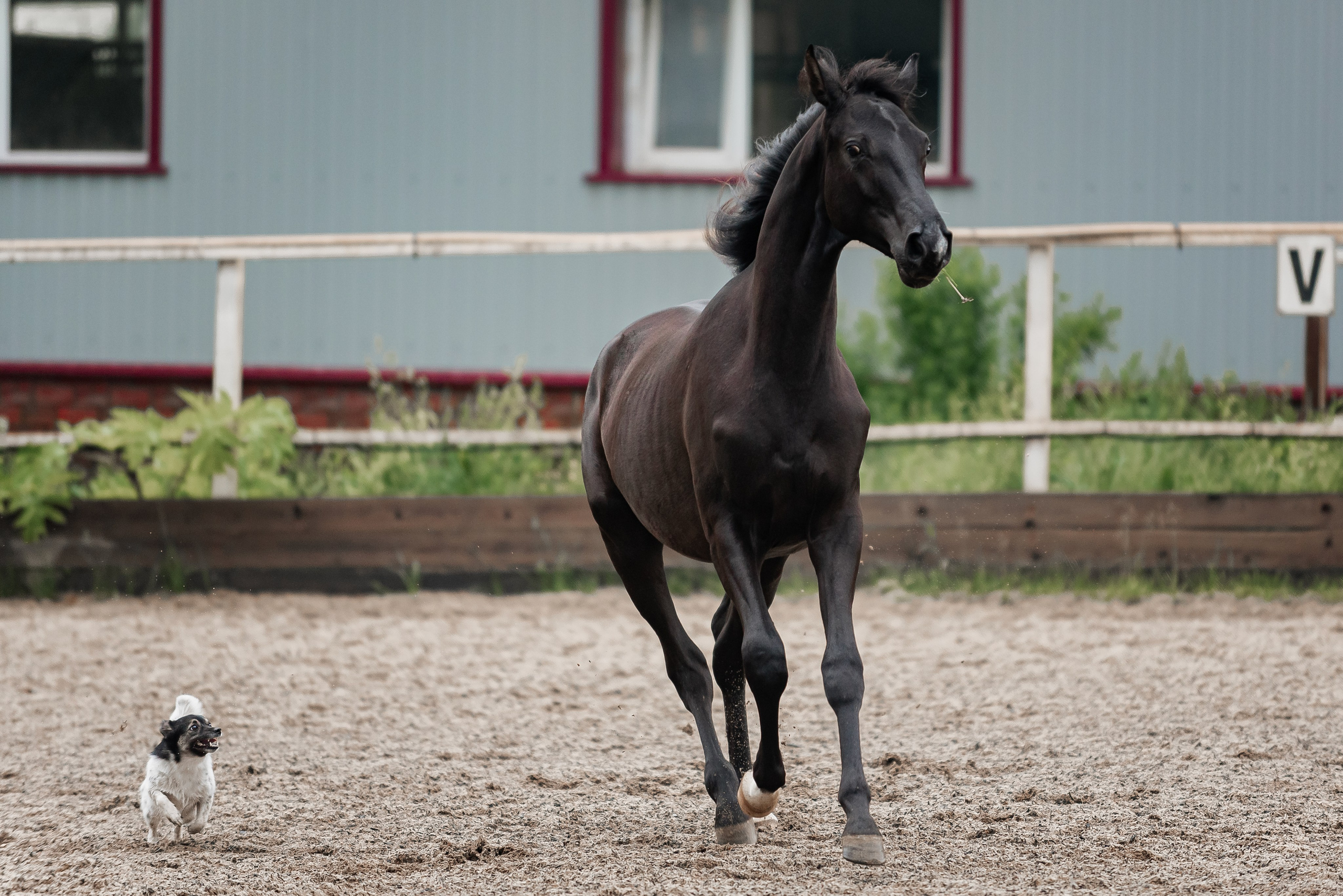 Рони и Зося. Куракина Дарья • Конный фотограф