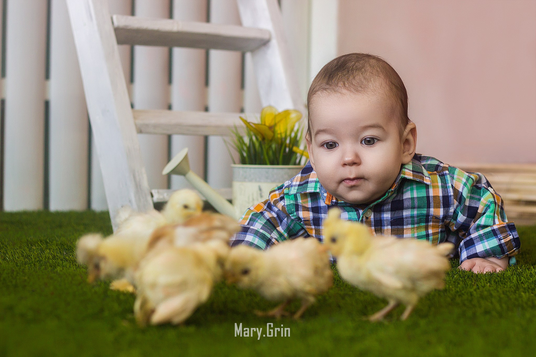 Студийная фотосессия с цыплятами. Детский и семейный фотограф, фотограф мероприятий Нижний Новгород