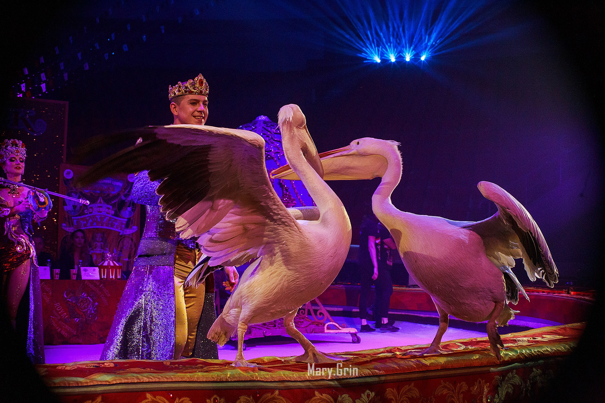 Цирк Гии Эрадзе. Детский и семейный фотограф, фотограф мероприятий Нижний Новгород