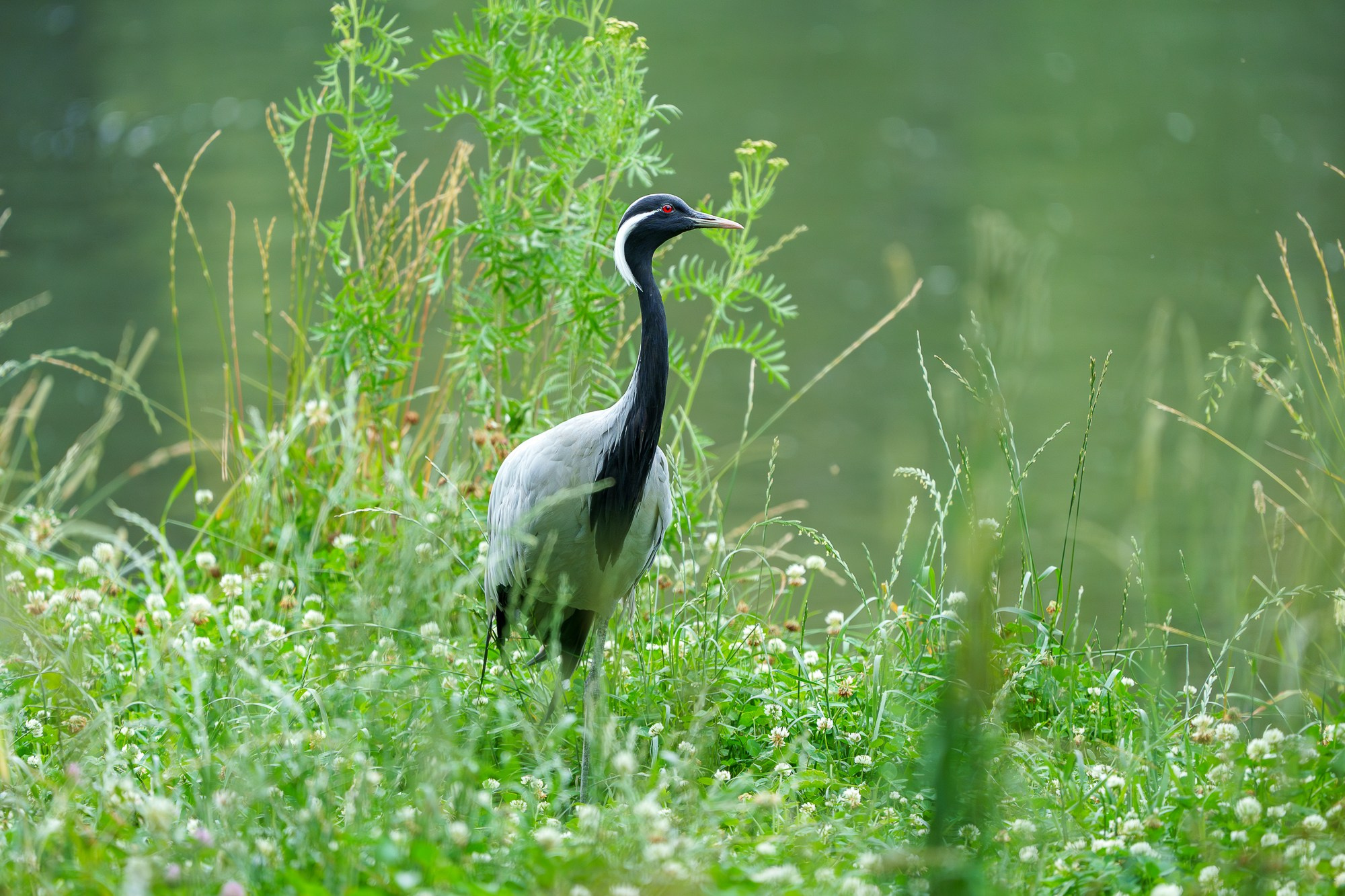 Удивительные мир птиц. Вокруг нас столько прекрасного — присмотритесь!. Ваш личный фотограф Марина Волкова