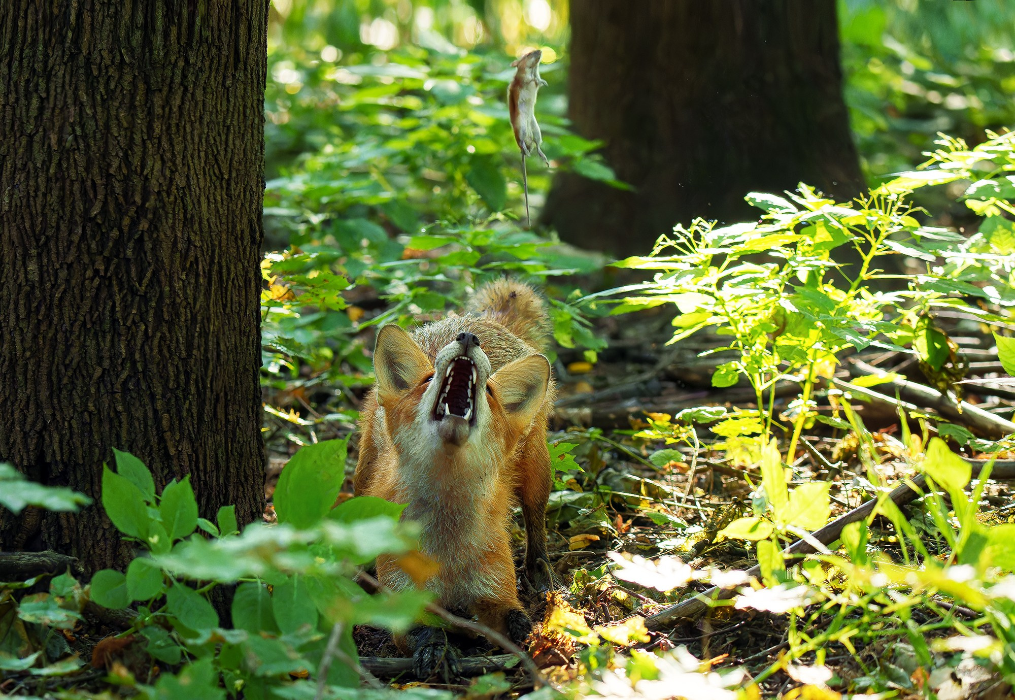 Животные. Ваш личный фотограф Марина Волкова