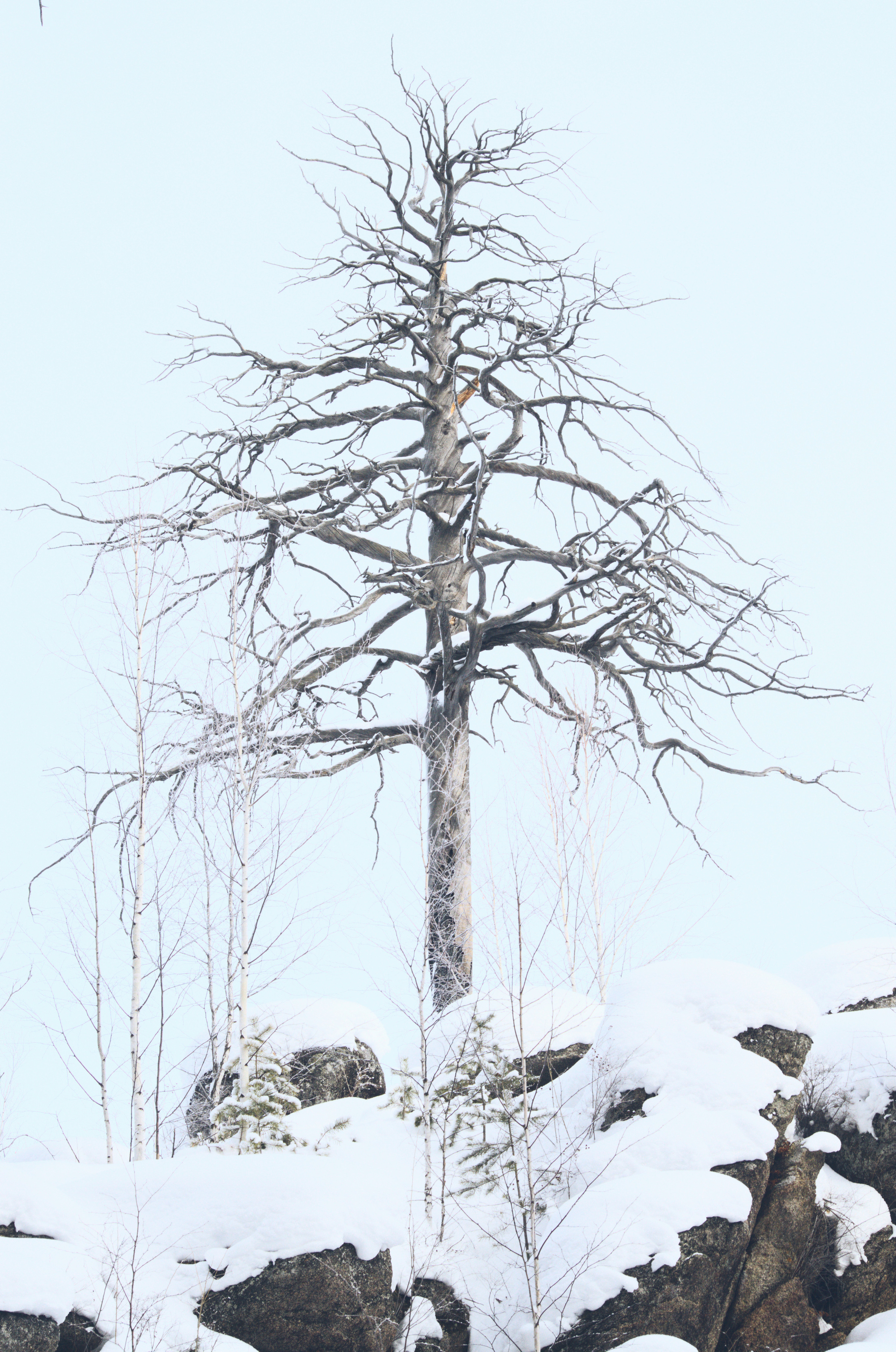 Олхинское плато. Одинокое дерево