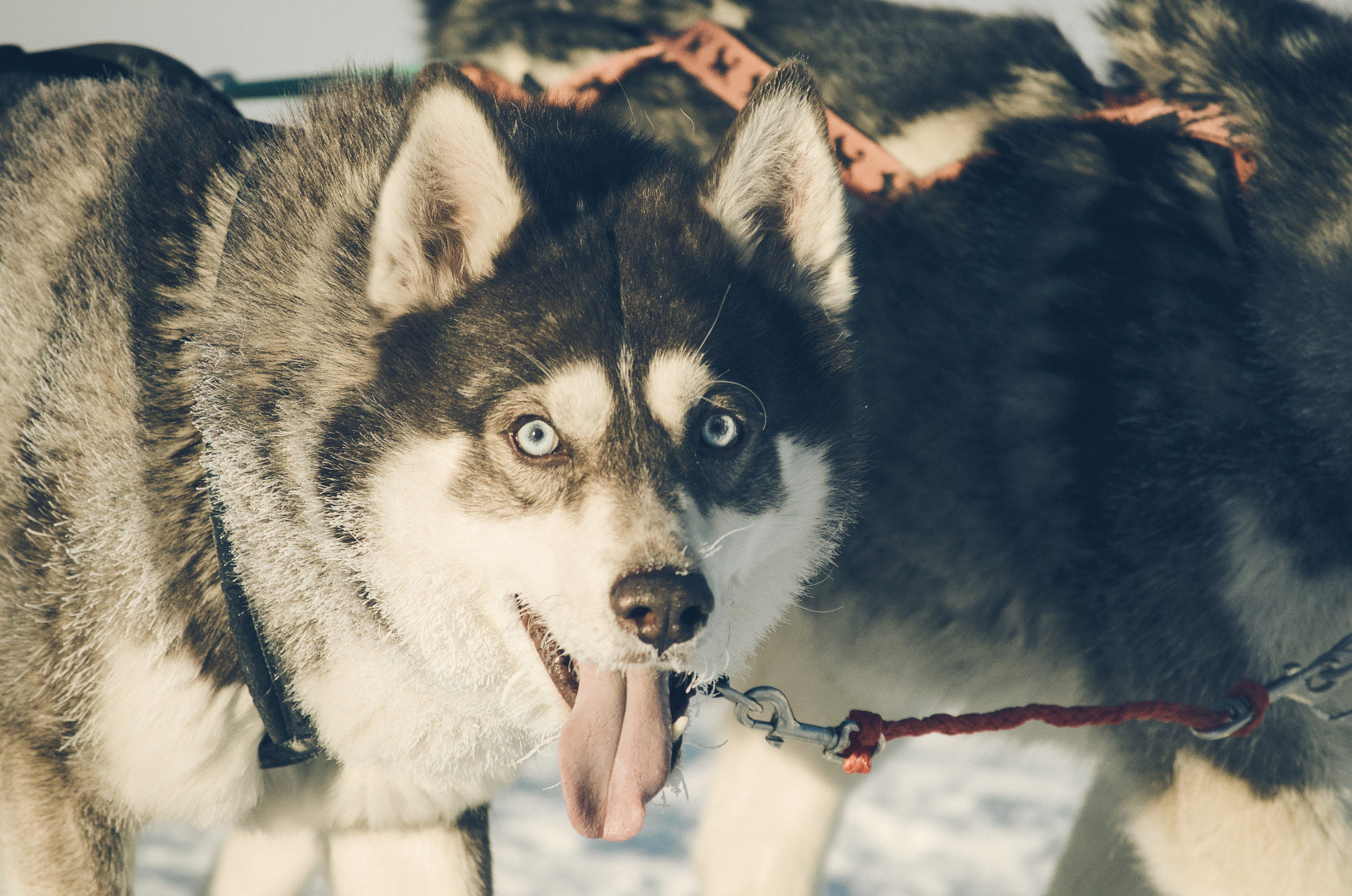 Ездовой спорт. Фотограф анималист, пейзажист, спортивные мероприятия. Новосибирск