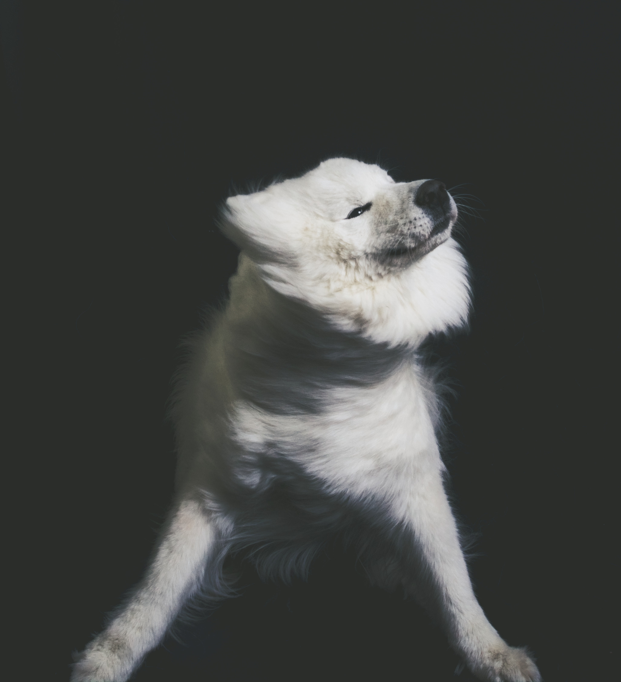 Фотограф анималист, пейзажист, спортивные мероприятия. Новосибирск