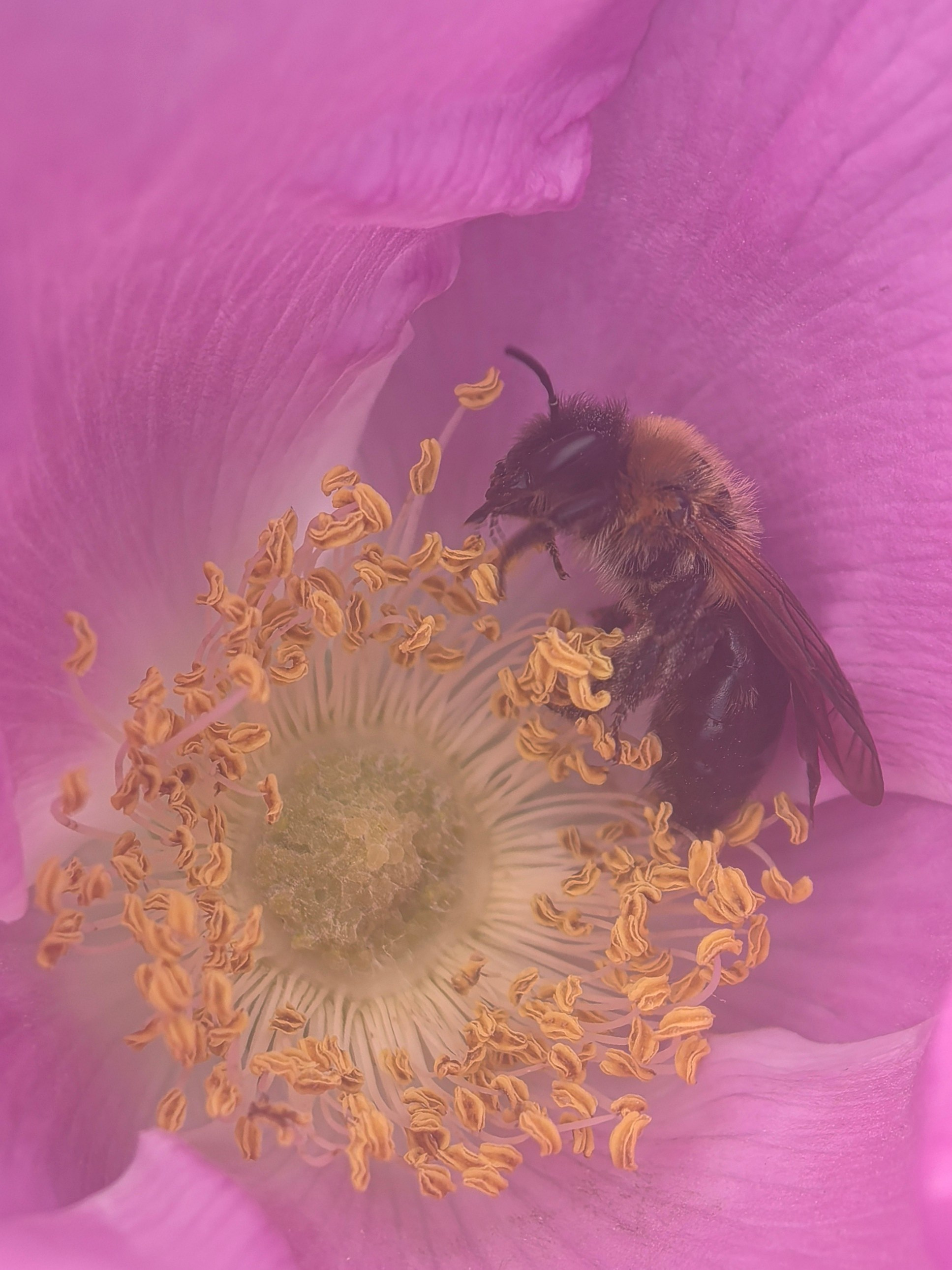 Чудесная природа. Школьные выпускные альбомы в Москве Марина Николаева