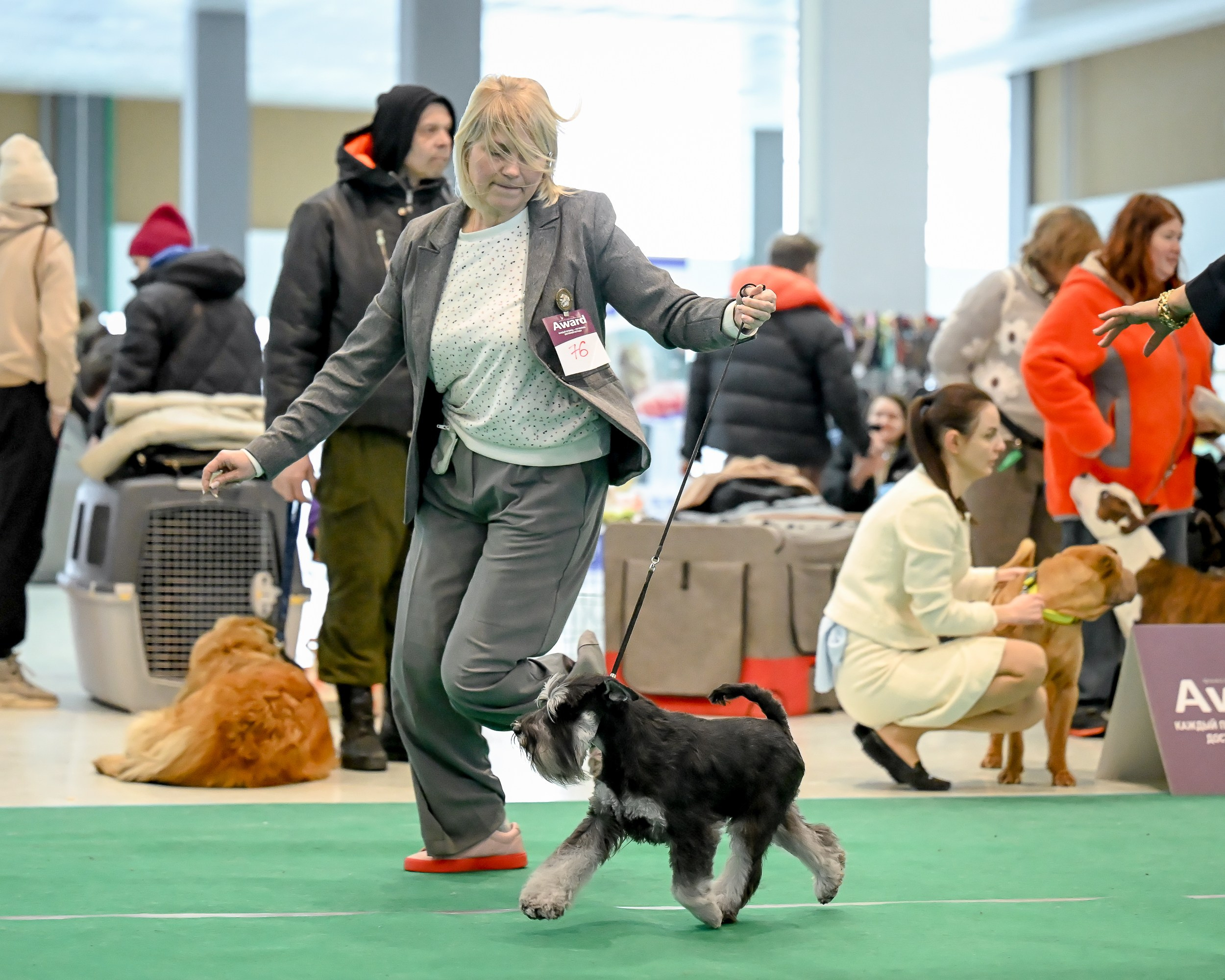 Цафир/ Delinso Balance Сzafir Lumier. Питомник цвергшнауцеров в Беларуси «Делинсо Бэлэнс»
