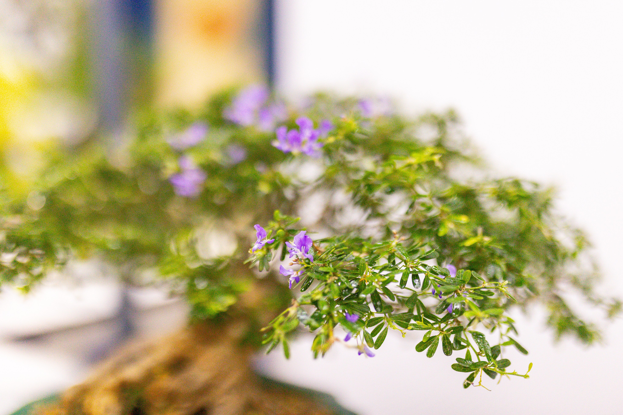 Орхидиум сентябрь 2025. Александра Куликова фотограф, Москва