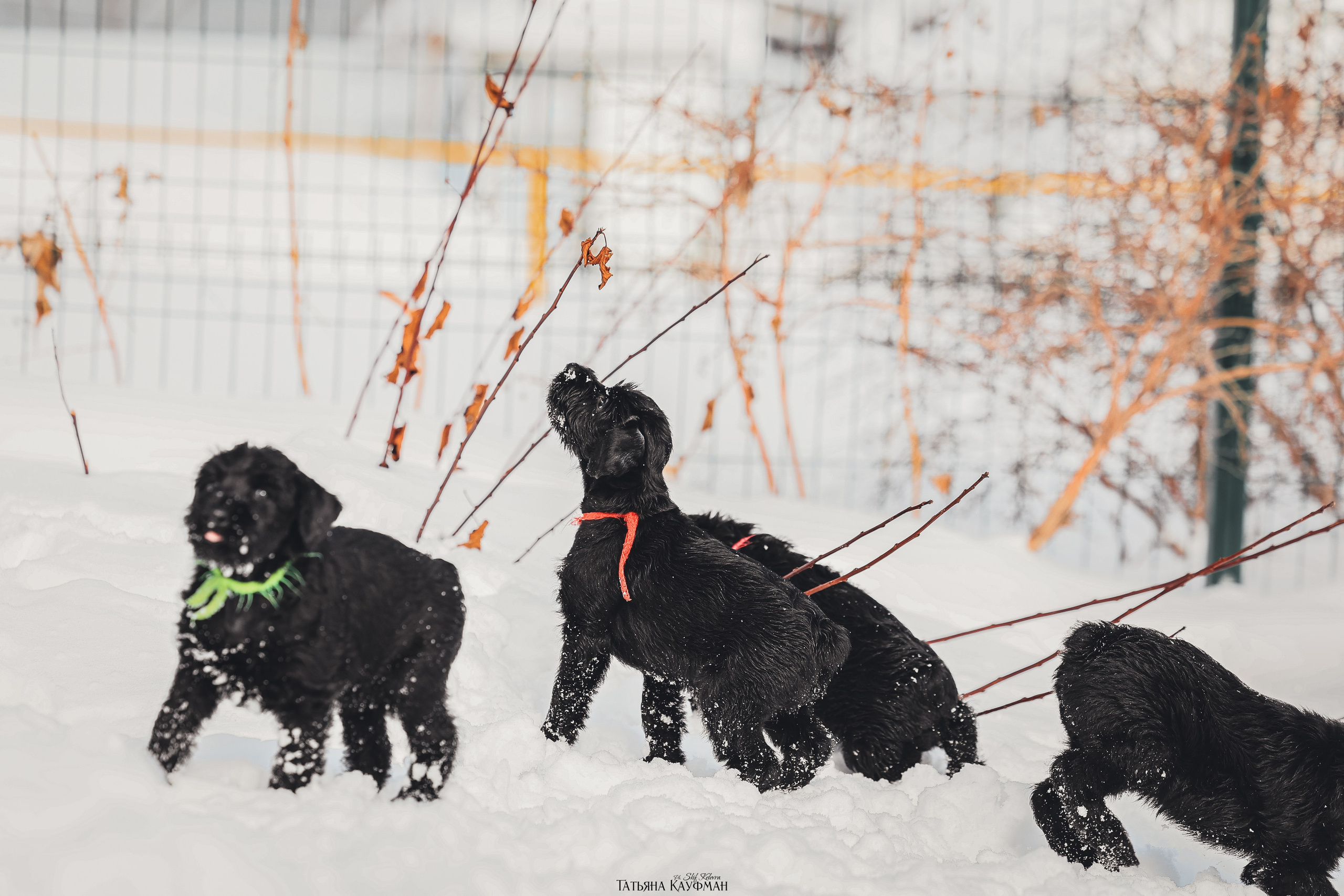 Ризеншнауцер, щенки ризеншнауцера, купить ризеншнауцера, купить щенка, ризеншнауцер Новосибирск, фотосъемка щенков, фотосессия собак, заказать фотосессию, фотографии щенков, сфотографировать щенка, фотограф Анималист, фотограф собак Новосибирск, фотограф анималист Новосибирск