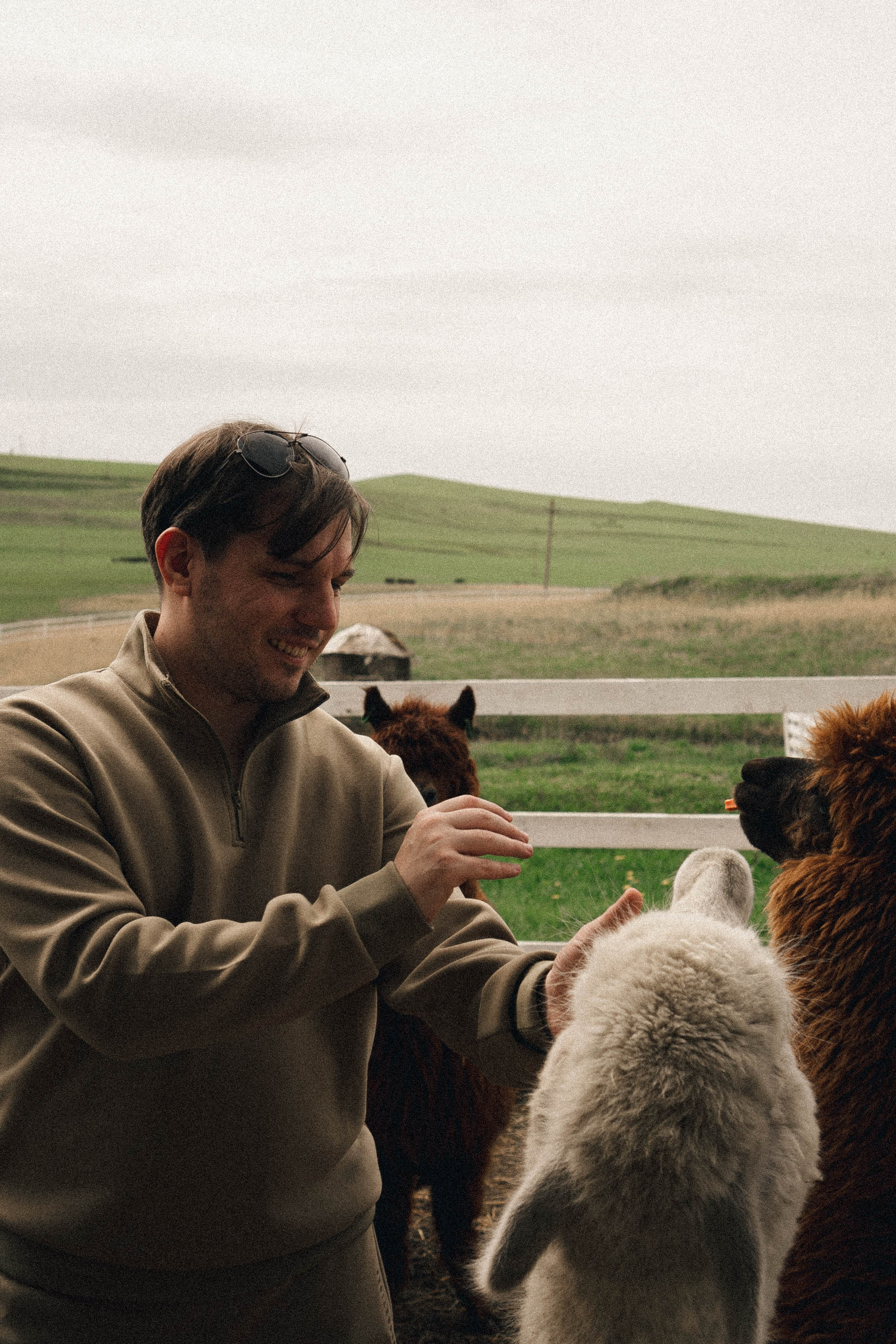 Ферма Альпак. Профессиональный фотограф, Санкт-Петербург — Виктория Богомолова