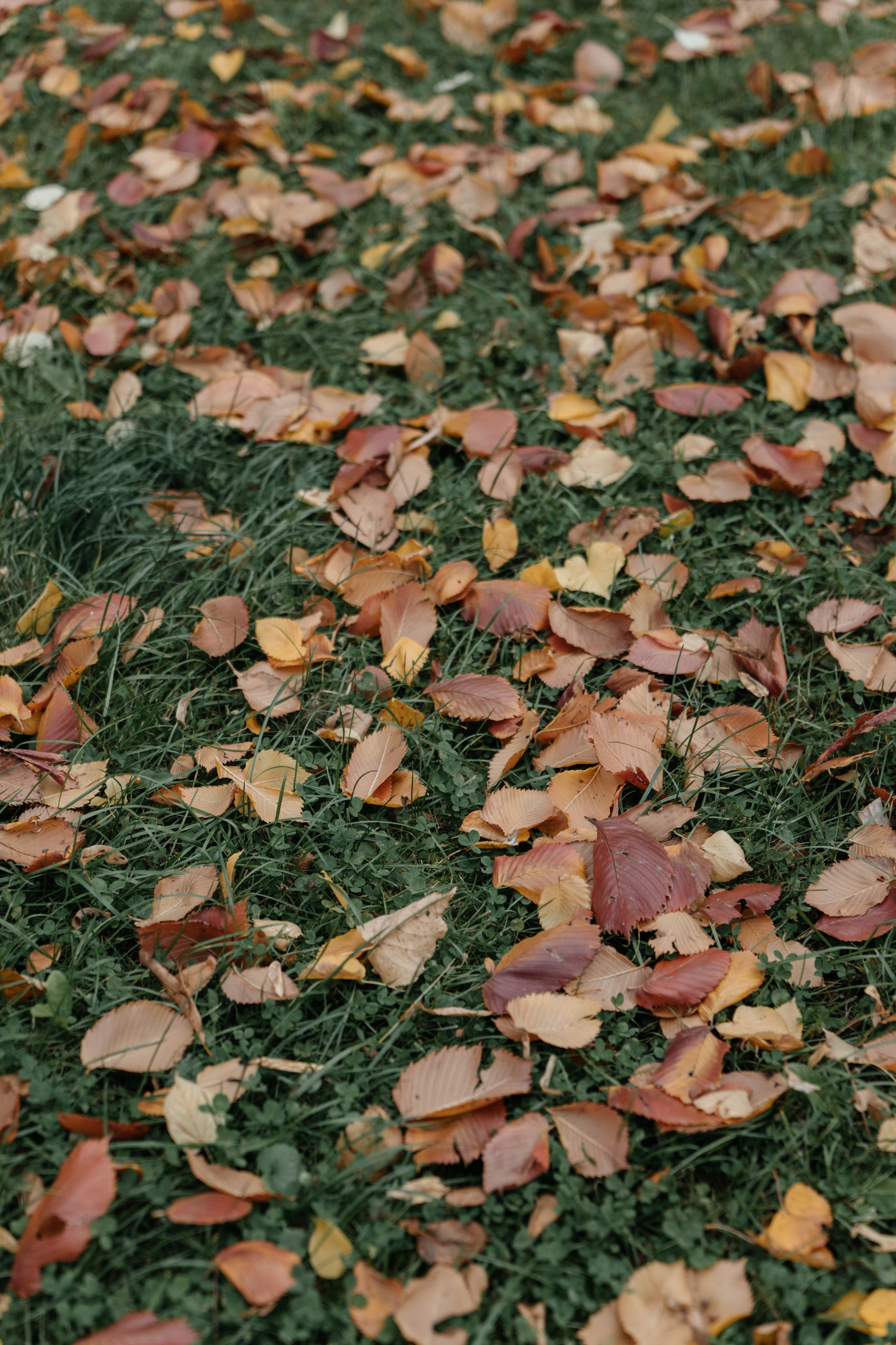 DENIS & MARIA. Свадебное ФОТО & ВИДЕО Москва/Липецк