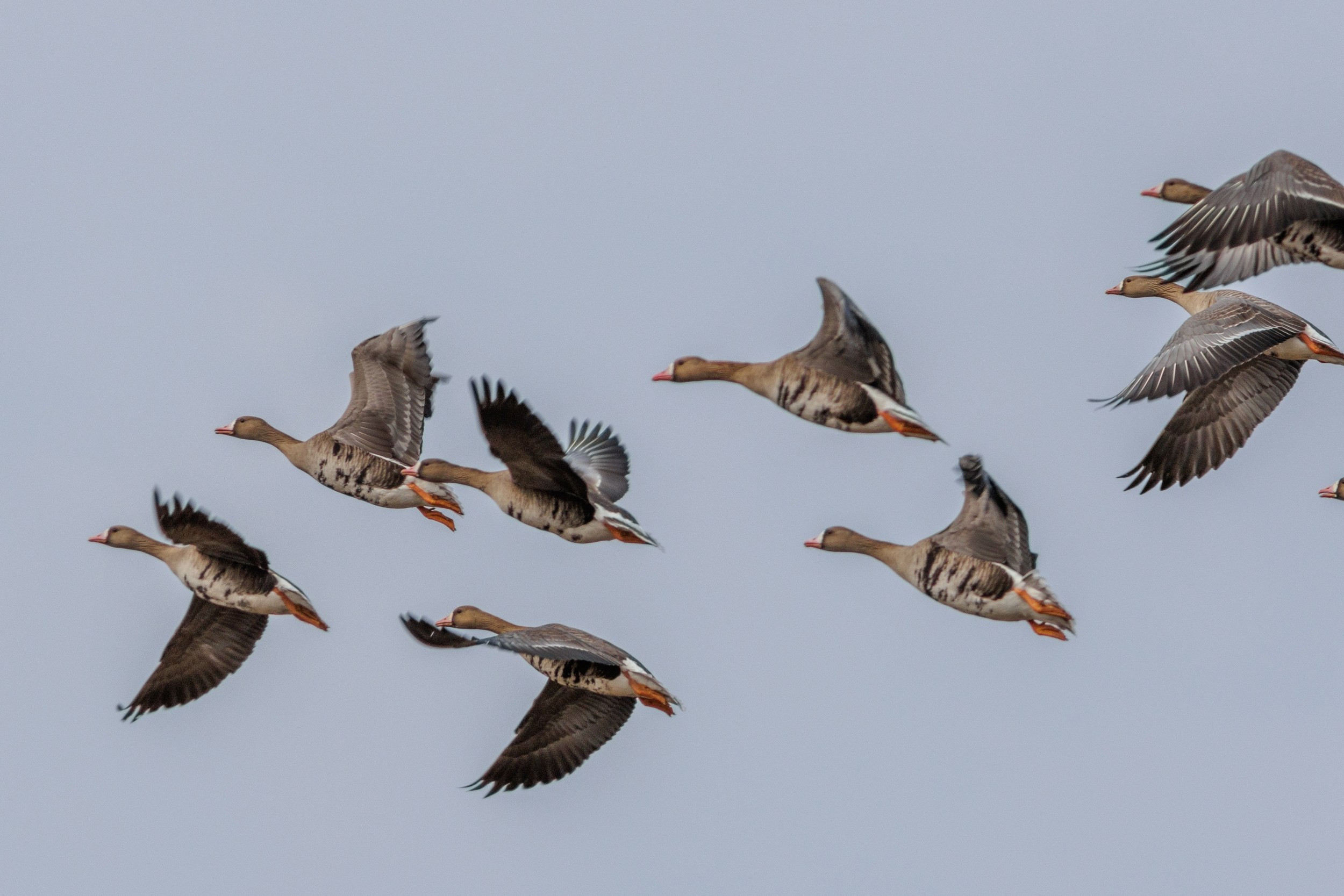 Белолобые гуси. Фотограф дикой природы Роман Исаенков