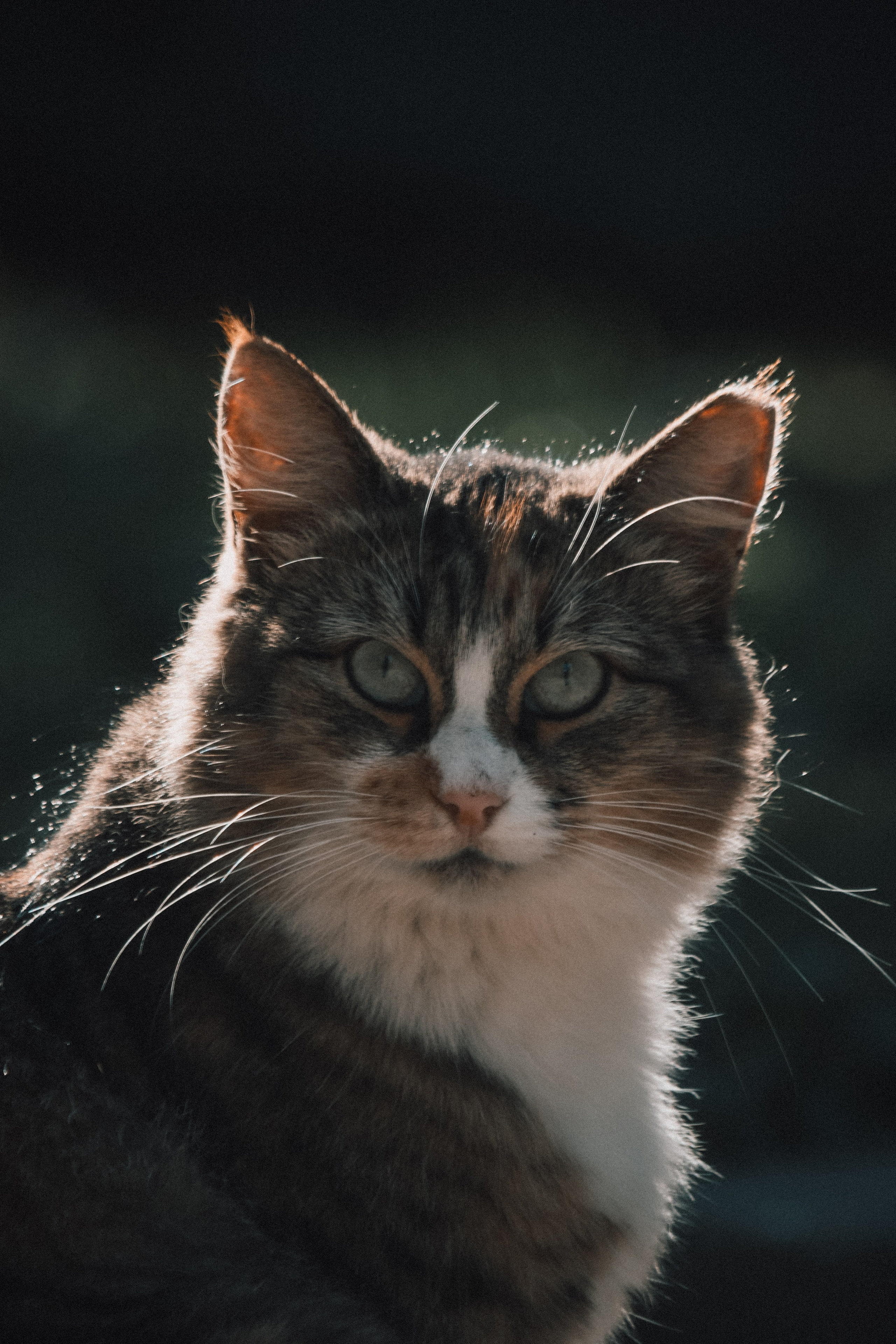 Р А З Н Ы Е — К О Т Ы. — Digital Noise —