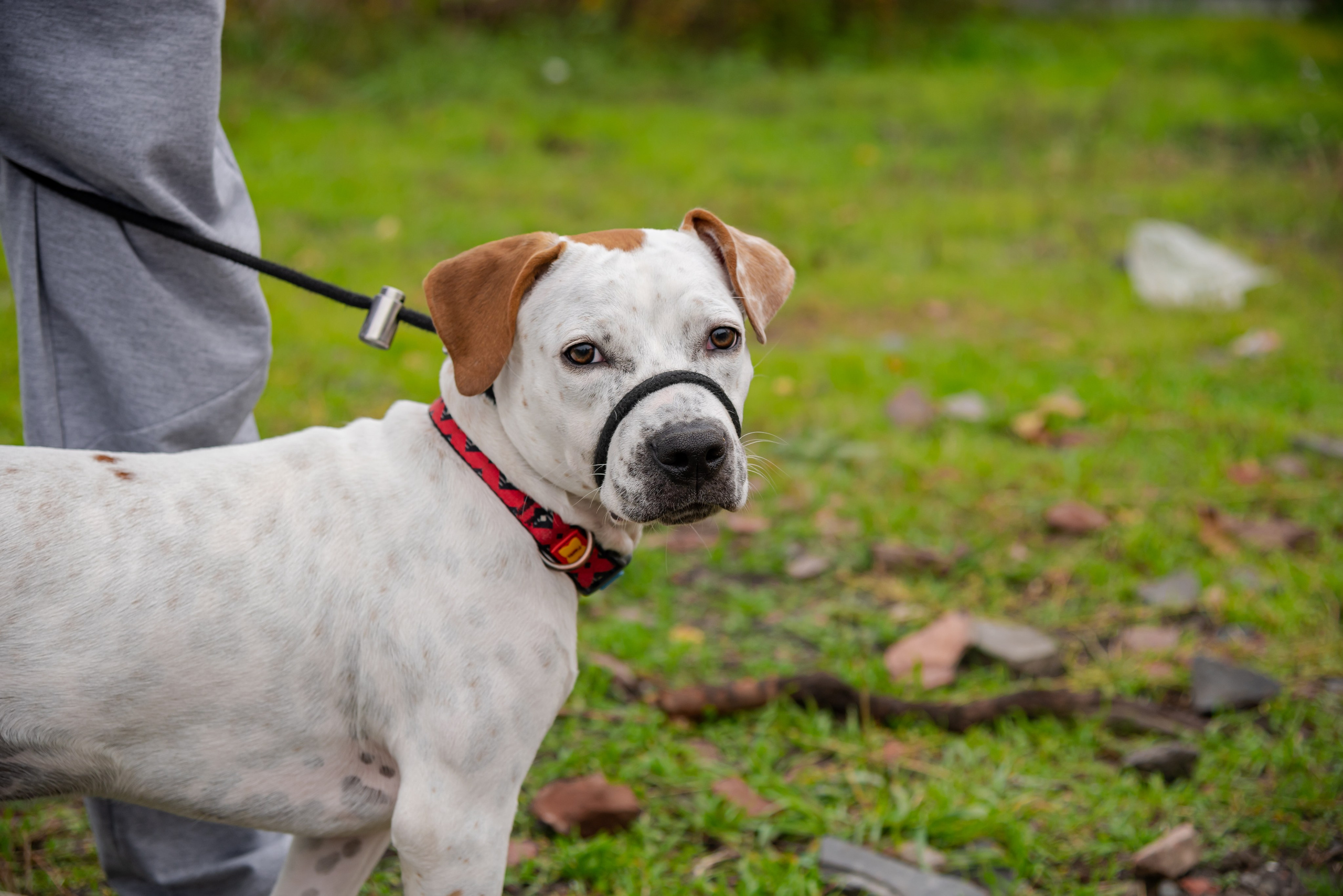Авакадо. Фотограф Галина Нестерова