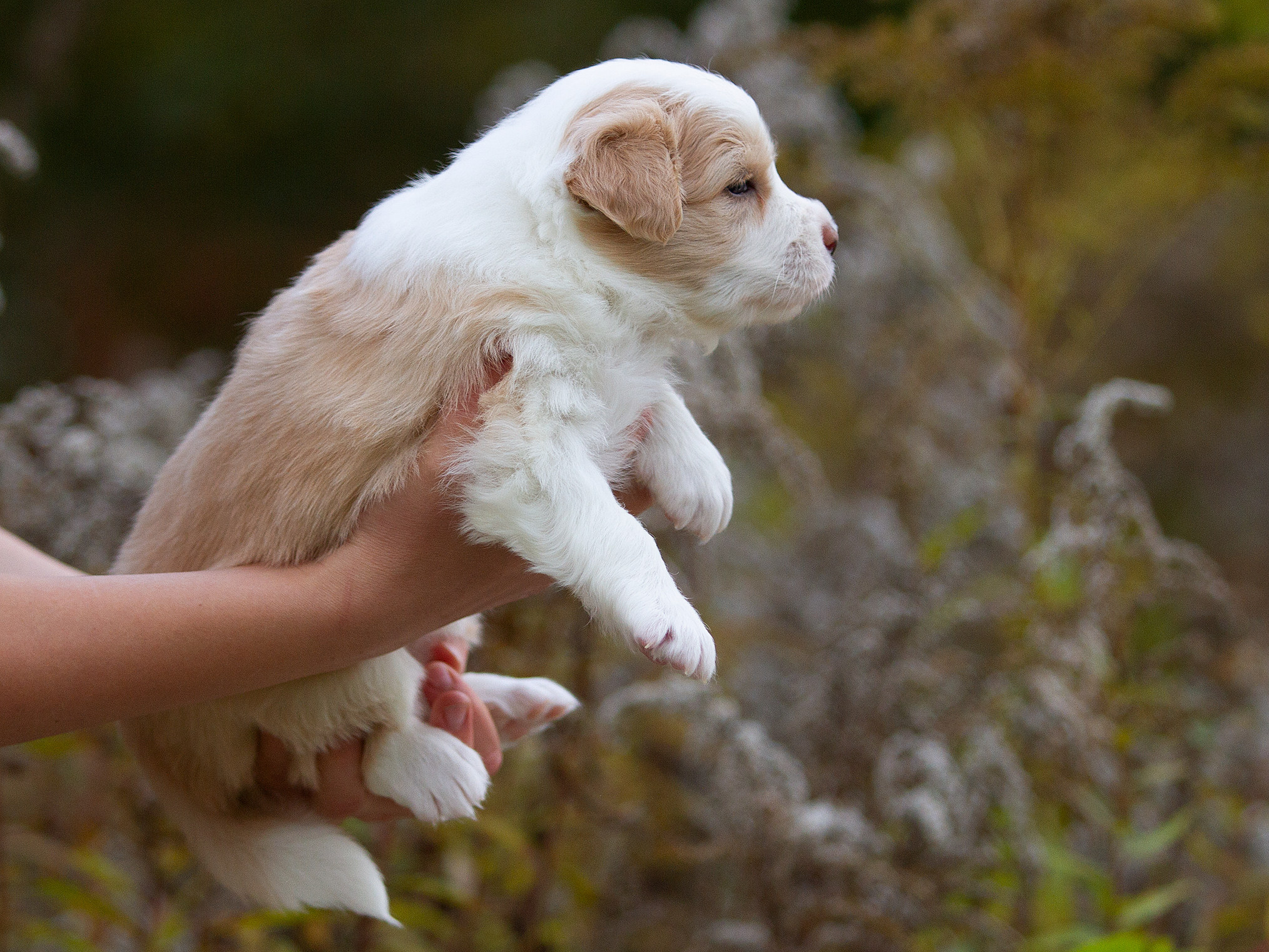 Щенки. Фотограф-анималист в Москве и МО Самойлова Марина