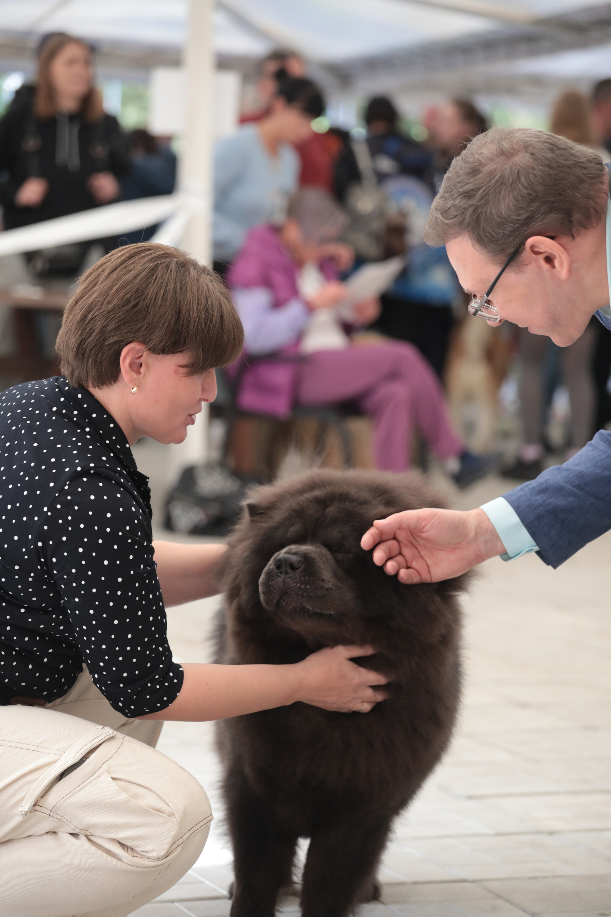 Выставка собак РКФ. Фотограф Екатерина Козловская