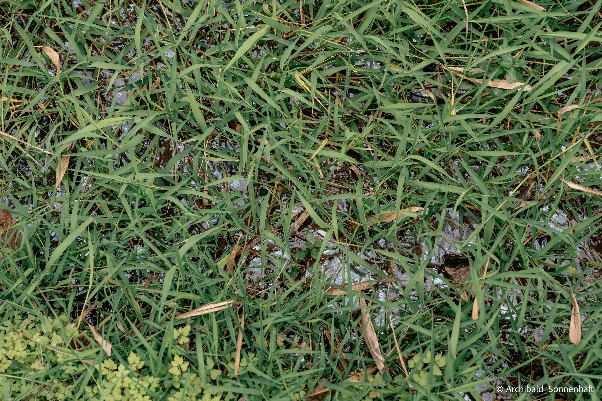 Diaolou in Kaiping. Photographer in Guangzhou, China. Archibald Sonnenhaft