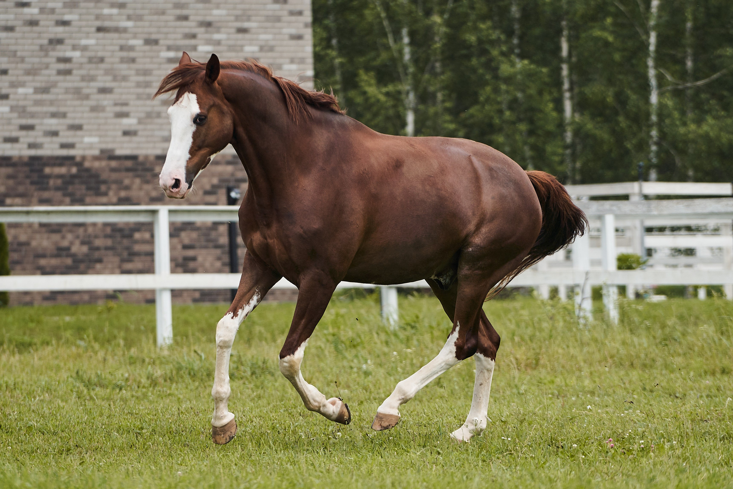 Хэмилтон, полукровный, КСК «Звёздный». Фотосессии с лошадьми в Москве, Новосибирске