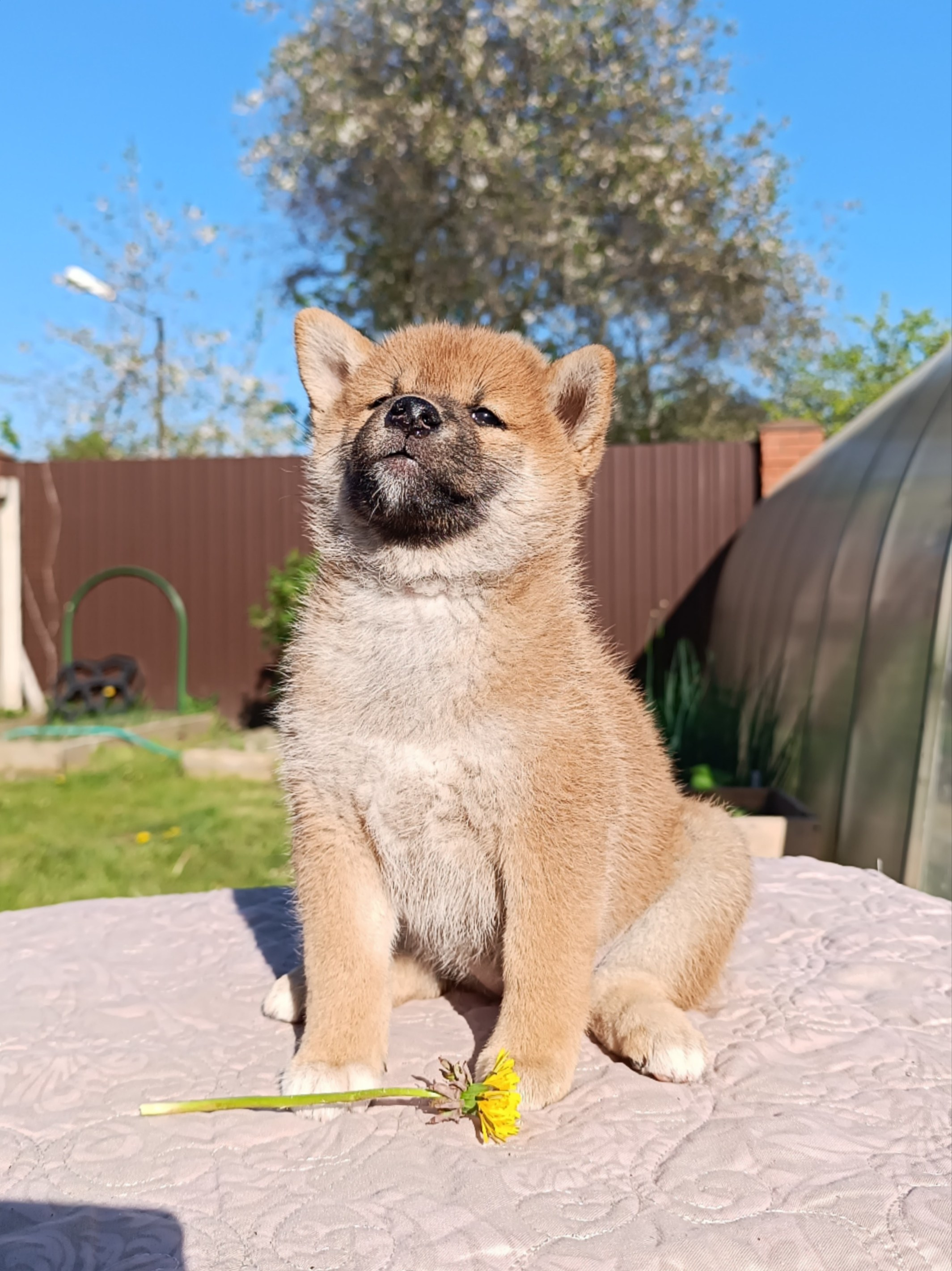 сиба питомник Рубилайт щенки на продажу rubylight  сиба щенки купить СПб Санкт-Петербург