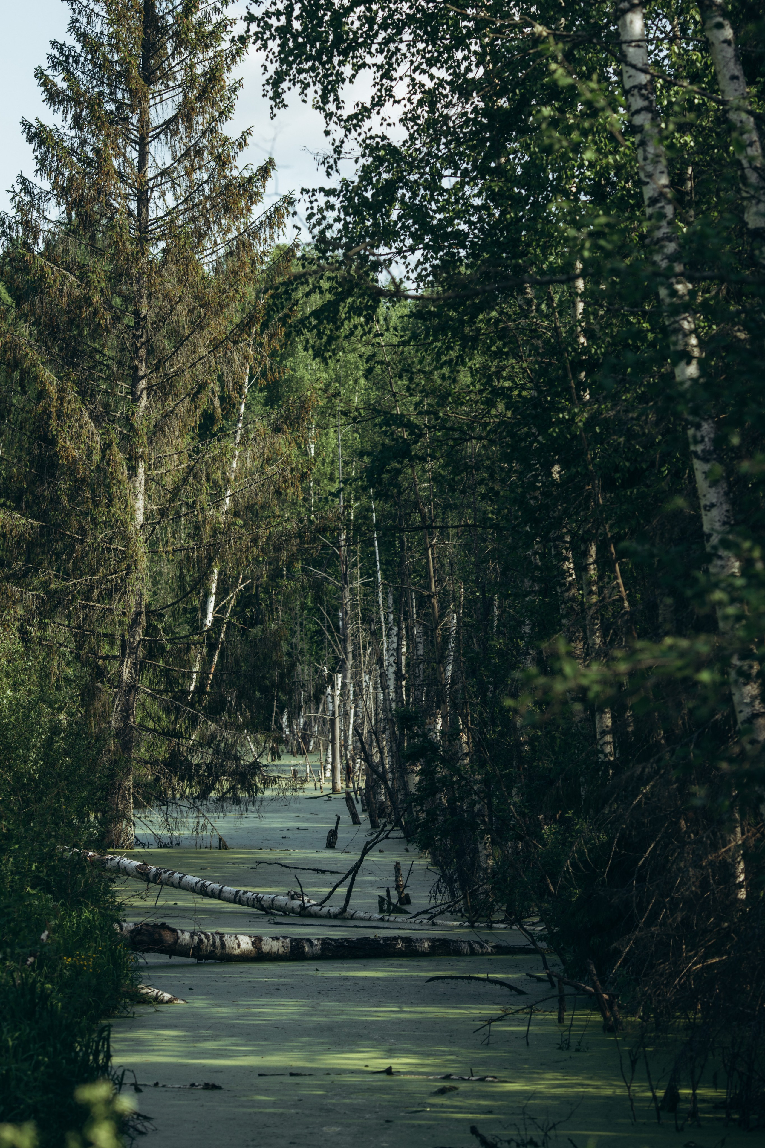 Природные пейзажи. Наталия Клевинскас портретный фотограф в Костроме