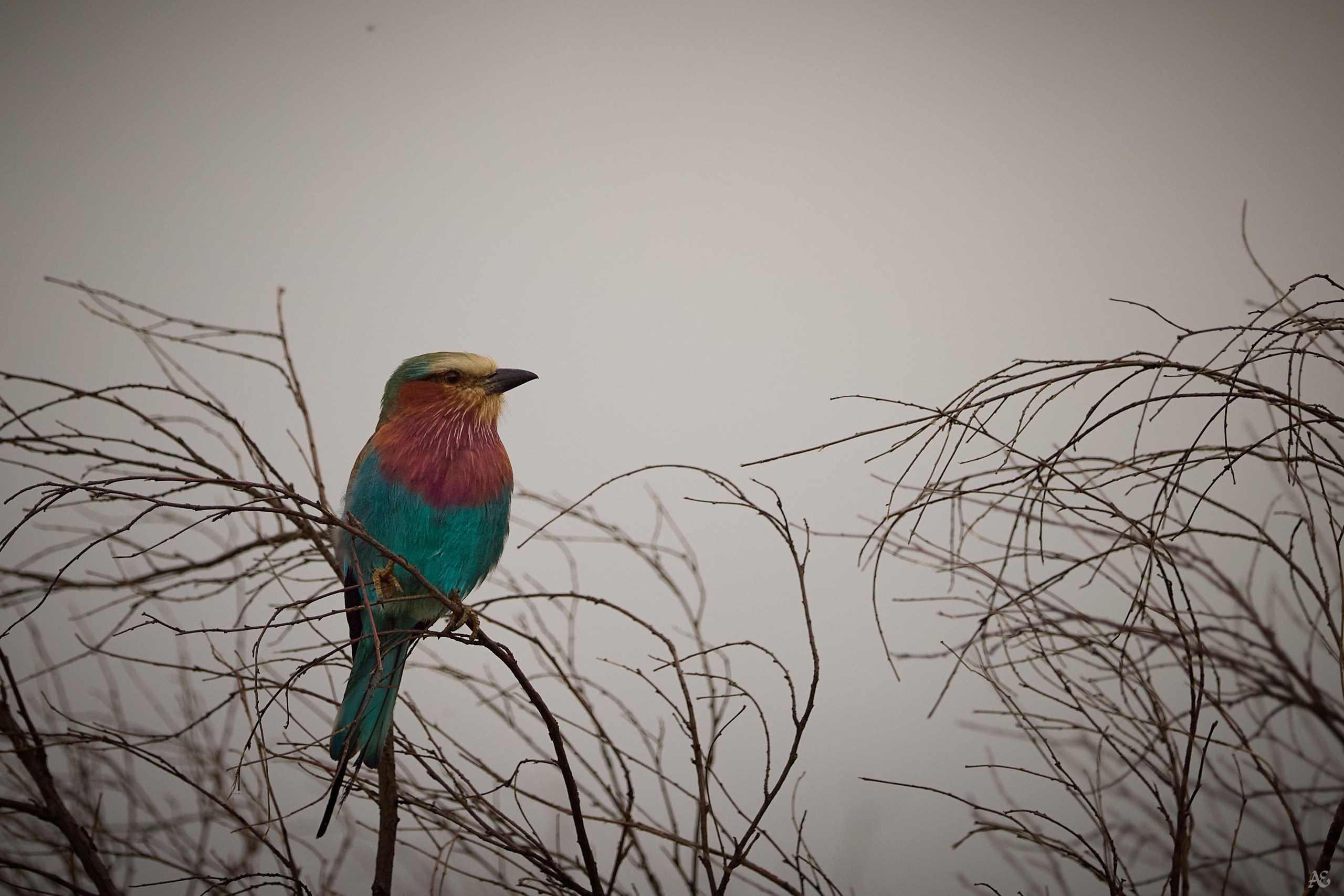 Синегрудая сизоворонка