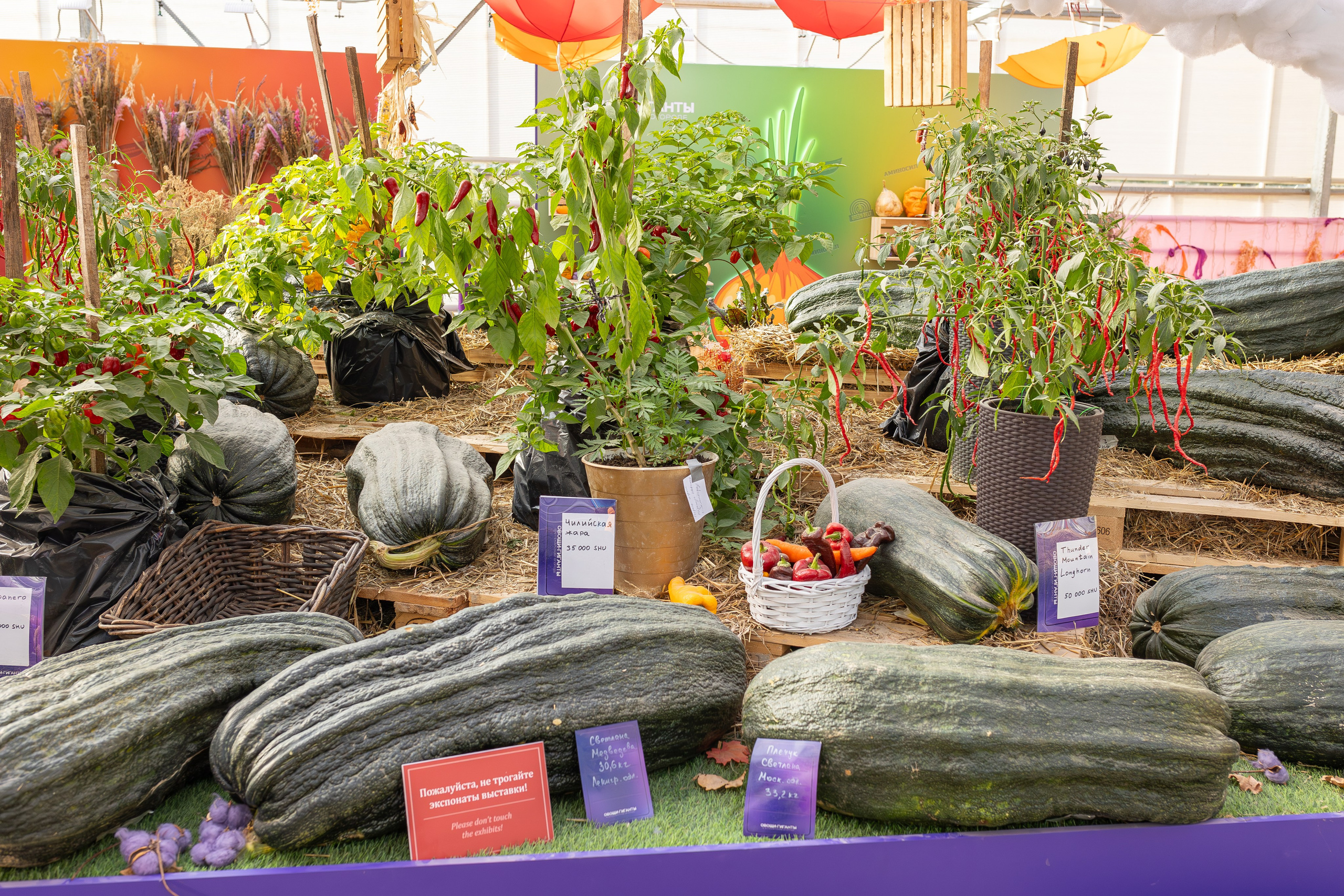 Овощи-гиганты. Александра Куликова фотограф, Москва