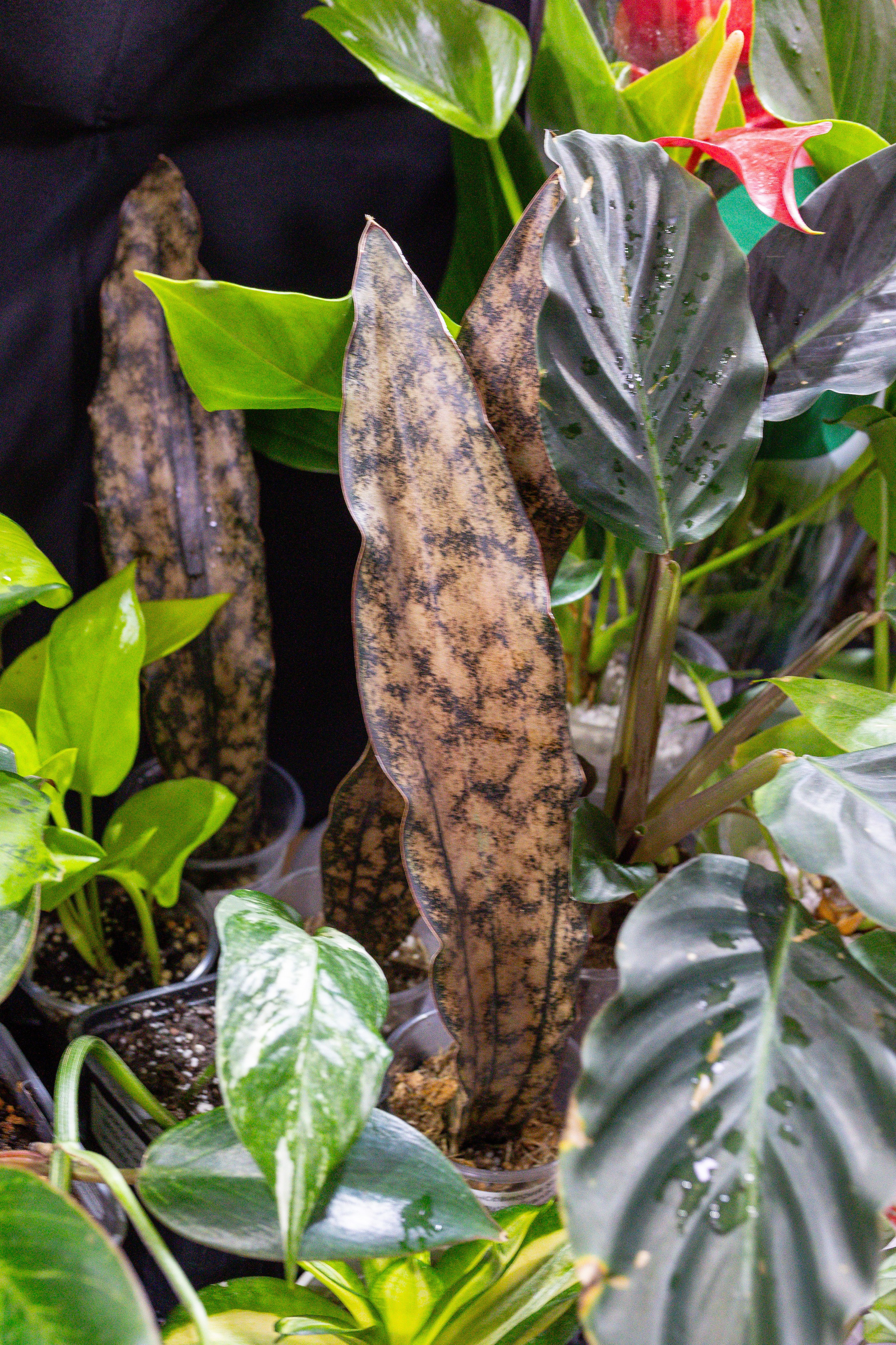 Монстериум 11–12 октября. Александра Куликова фотограф, Москва