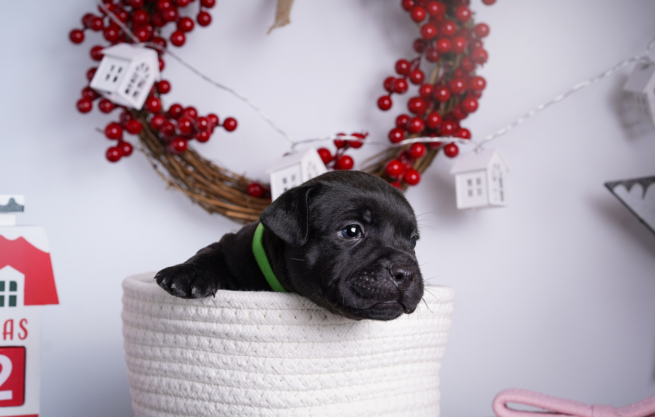 Щенки стаффи. Фотограф-анималист в Санкт-Петербурге Яна Мартынова