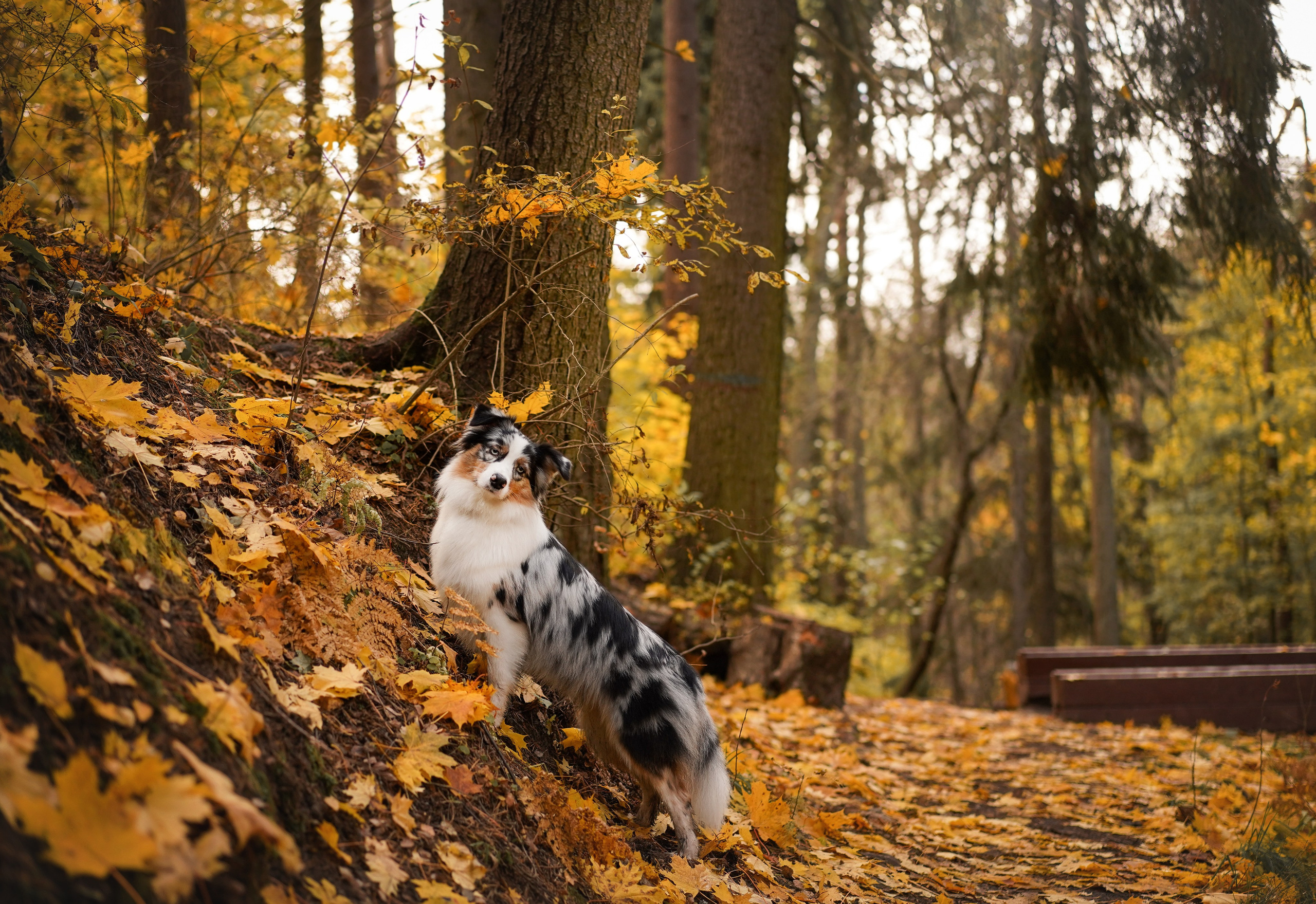 Соня Гавриил и Юкки. Фотограф-анималист в Санкт-Петербурге Яна Мартынова
