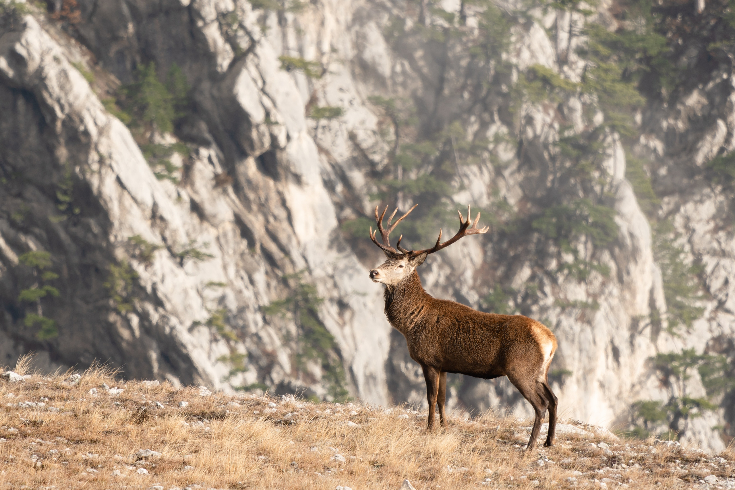 Фотосъемка животных и птиц. Интерьерный и архитектурный фотограф в Москве Панова Ольга