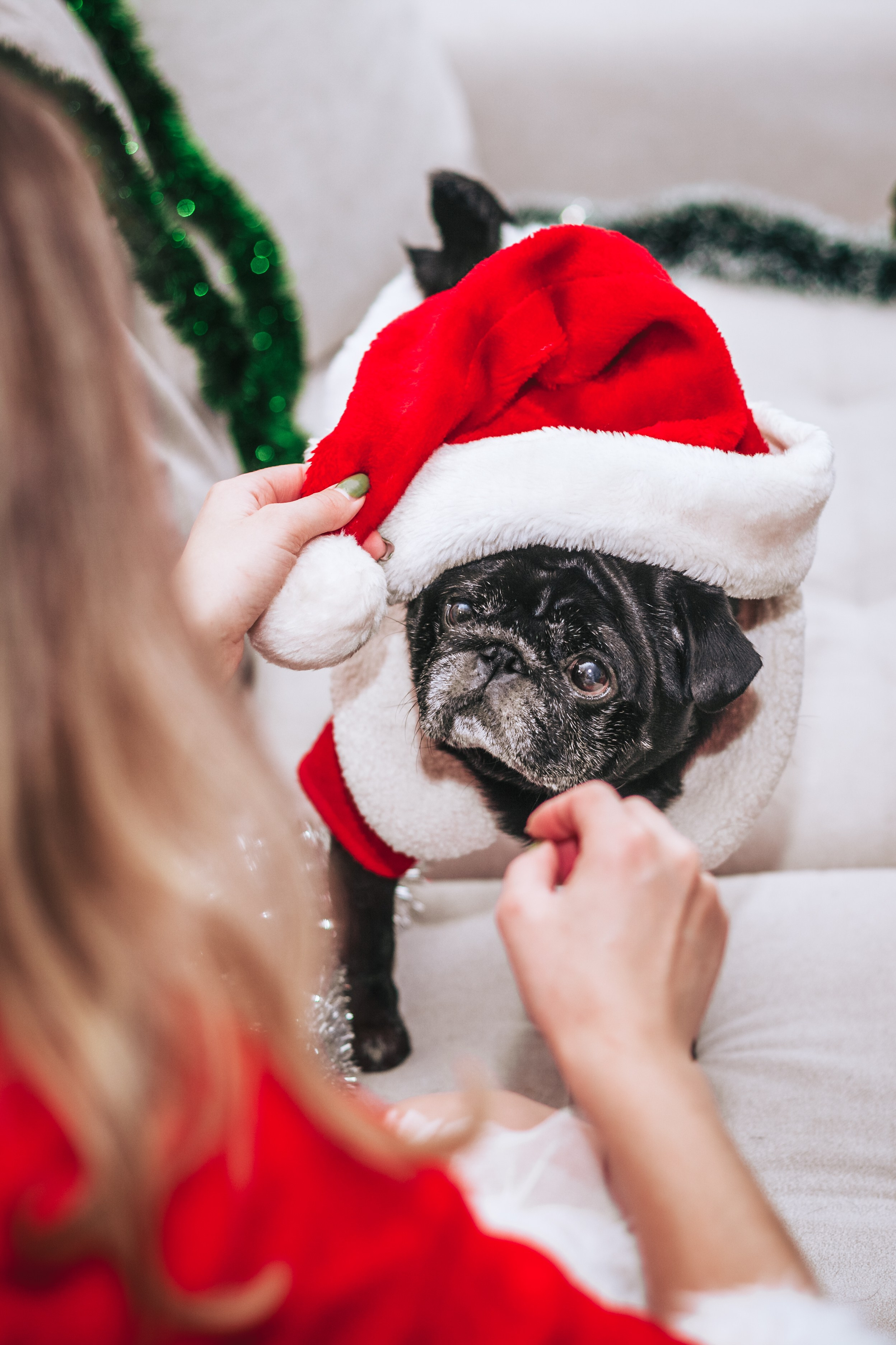 Домашняя фотосессия Оли и двух ее мопсов. Фотограф-анималист Татьяна Степанова