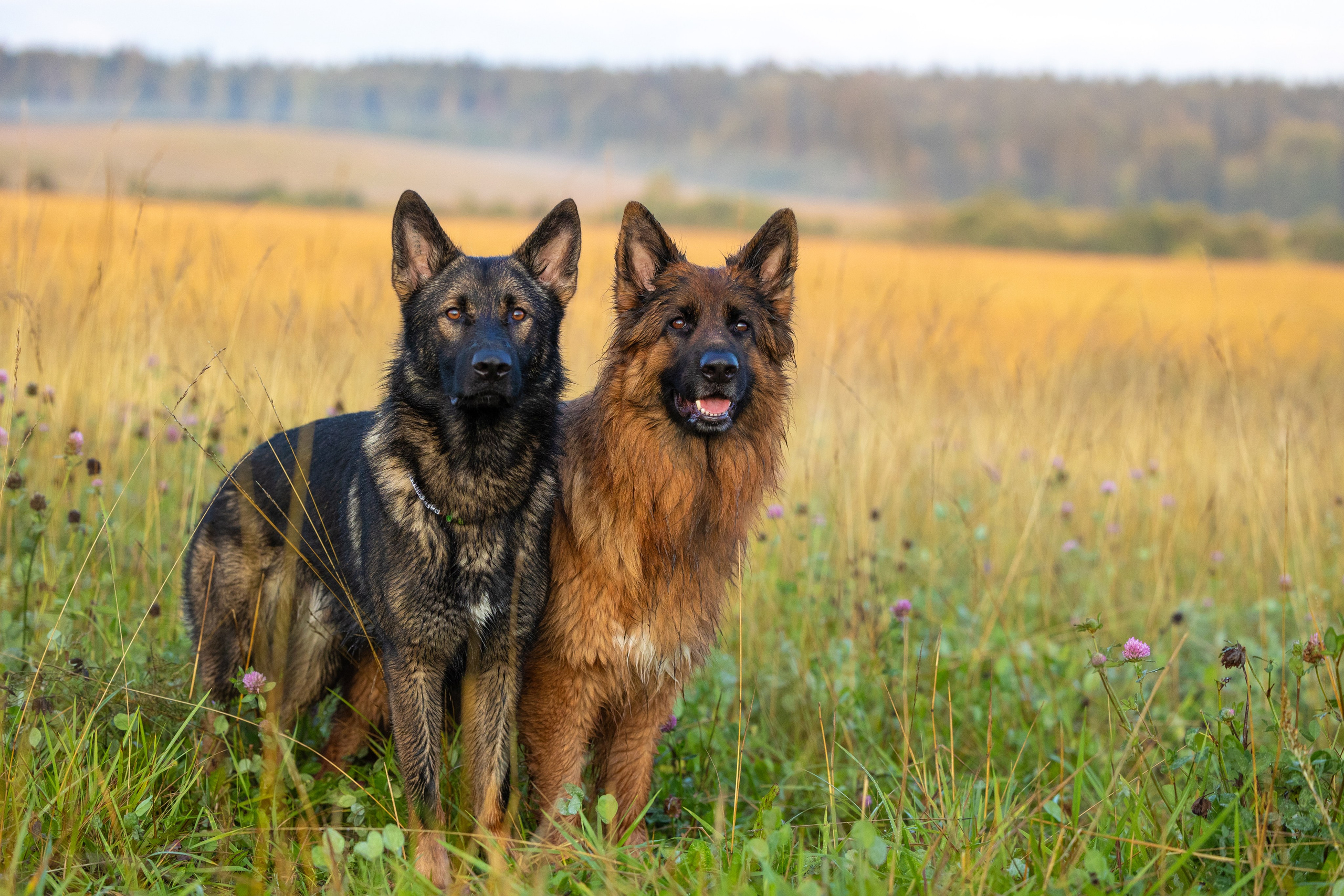Немецкие овчарки Кетчер и Роскошь. Фотограф-анималист Natalia Deingel | Фотосъемка собак в Москве