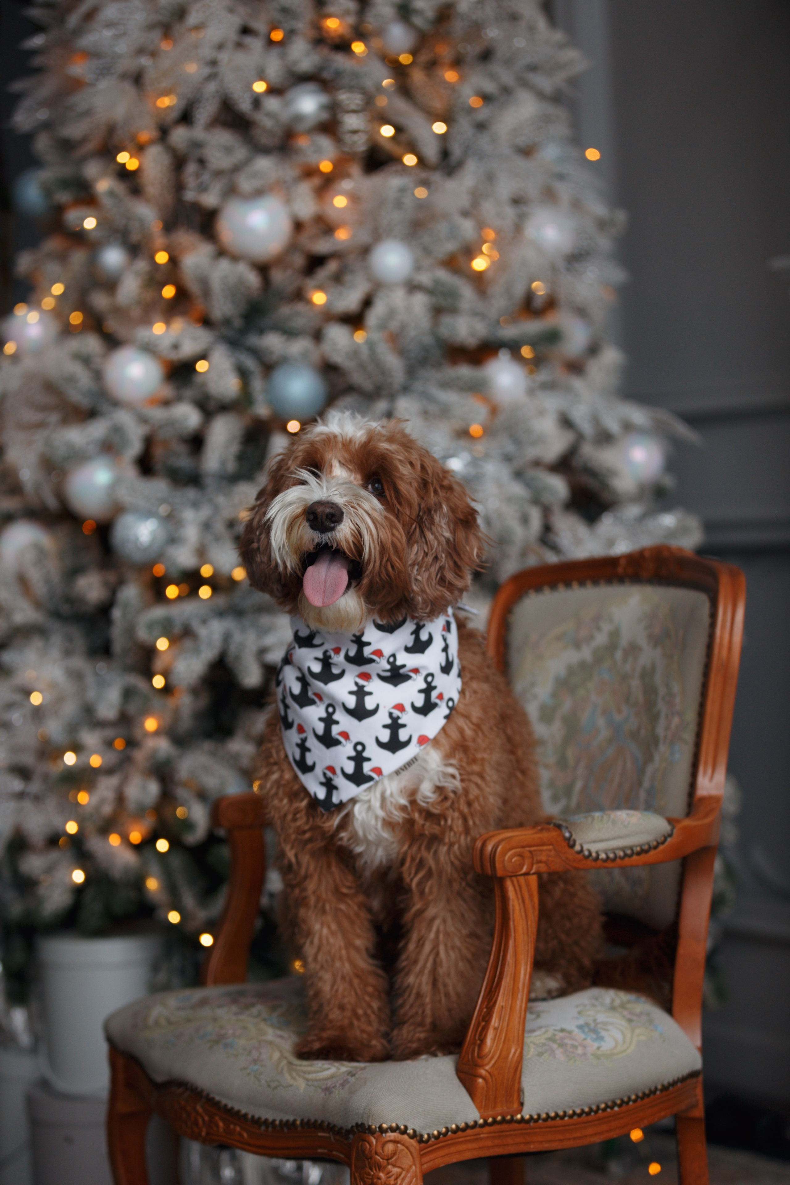 Bmbh лежанки и адресники. Фотограф анималист Кристина Карпова, Москва