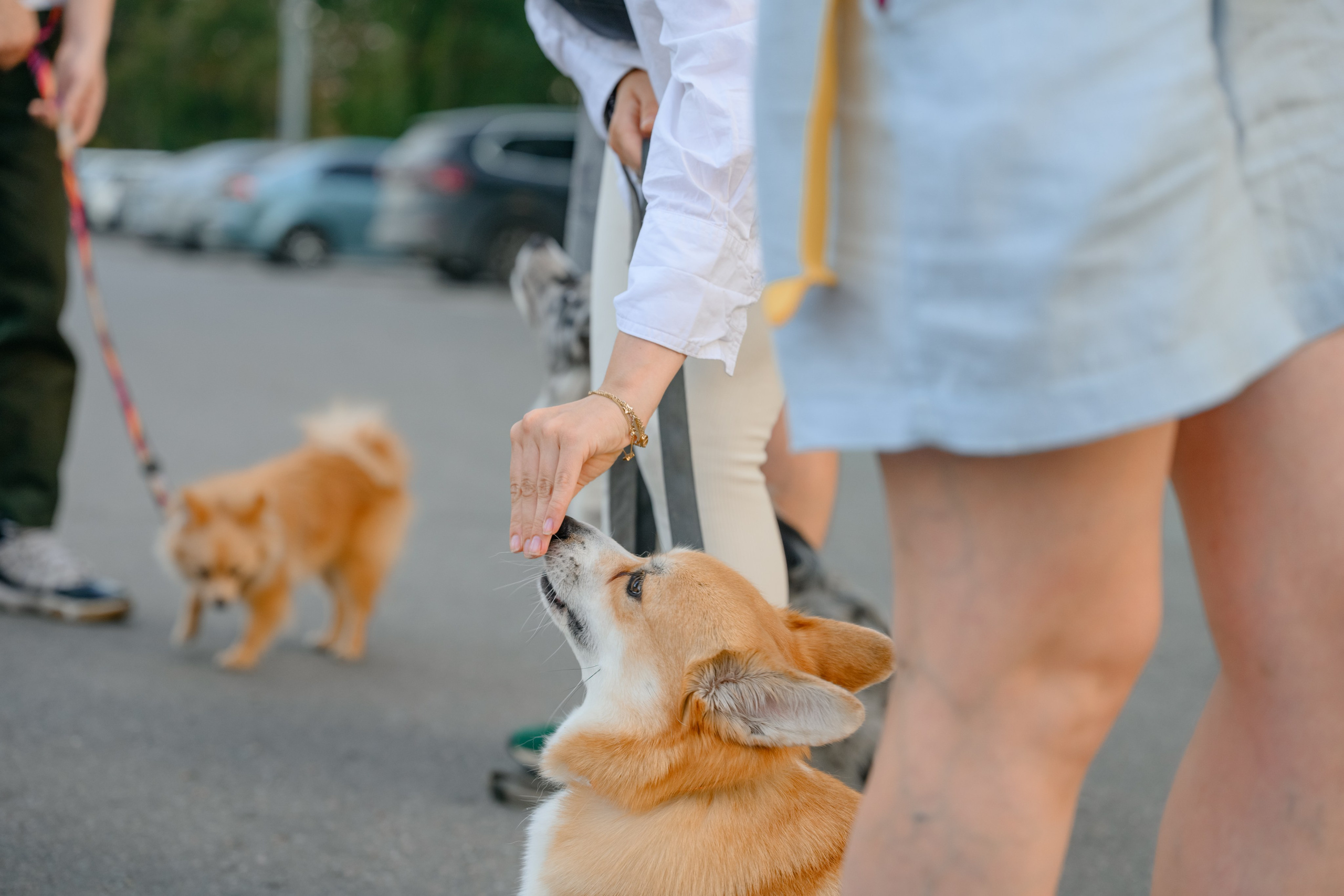Катя группа. Семейный фотограф и анималист в Москве и Московской области