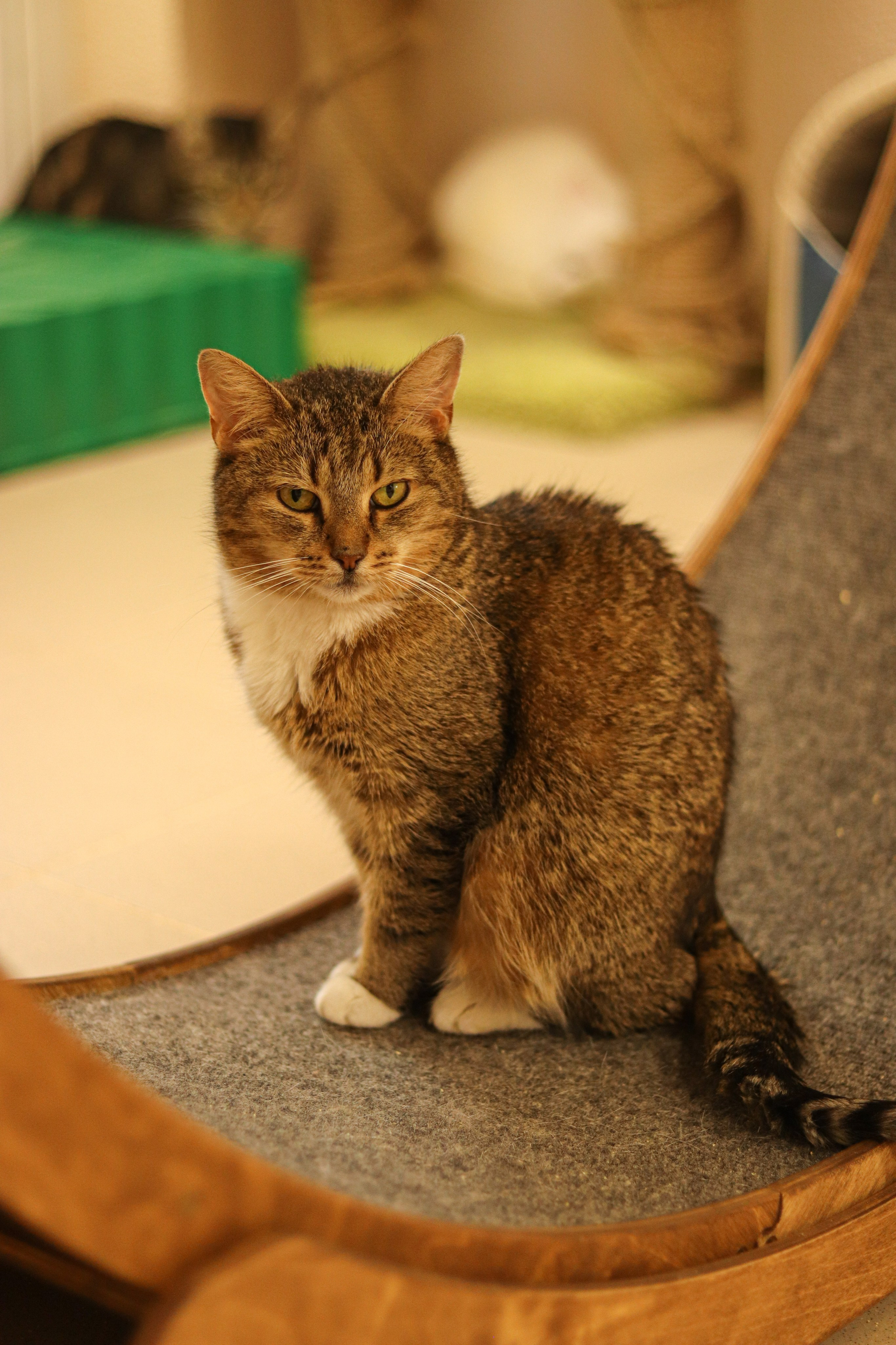 Петербургский дом кота (27 июня 2024). Ивентный фотограф в Санкт-Петербурге Олег Комков