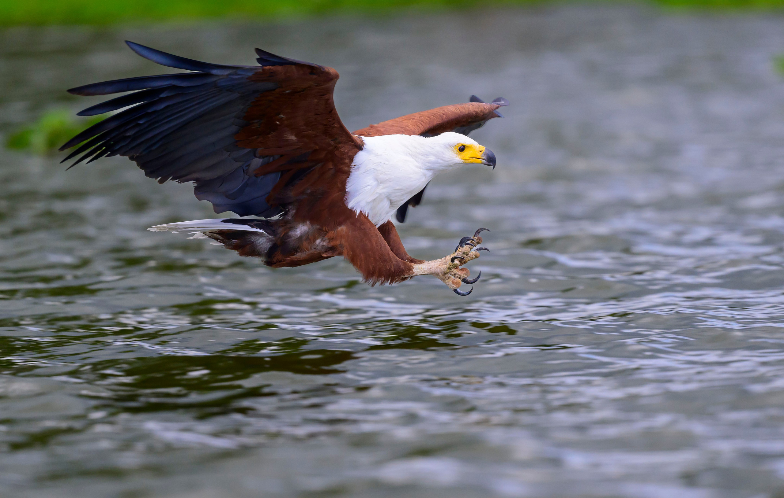 Кения. Wildlife photography by Sergey Puponin