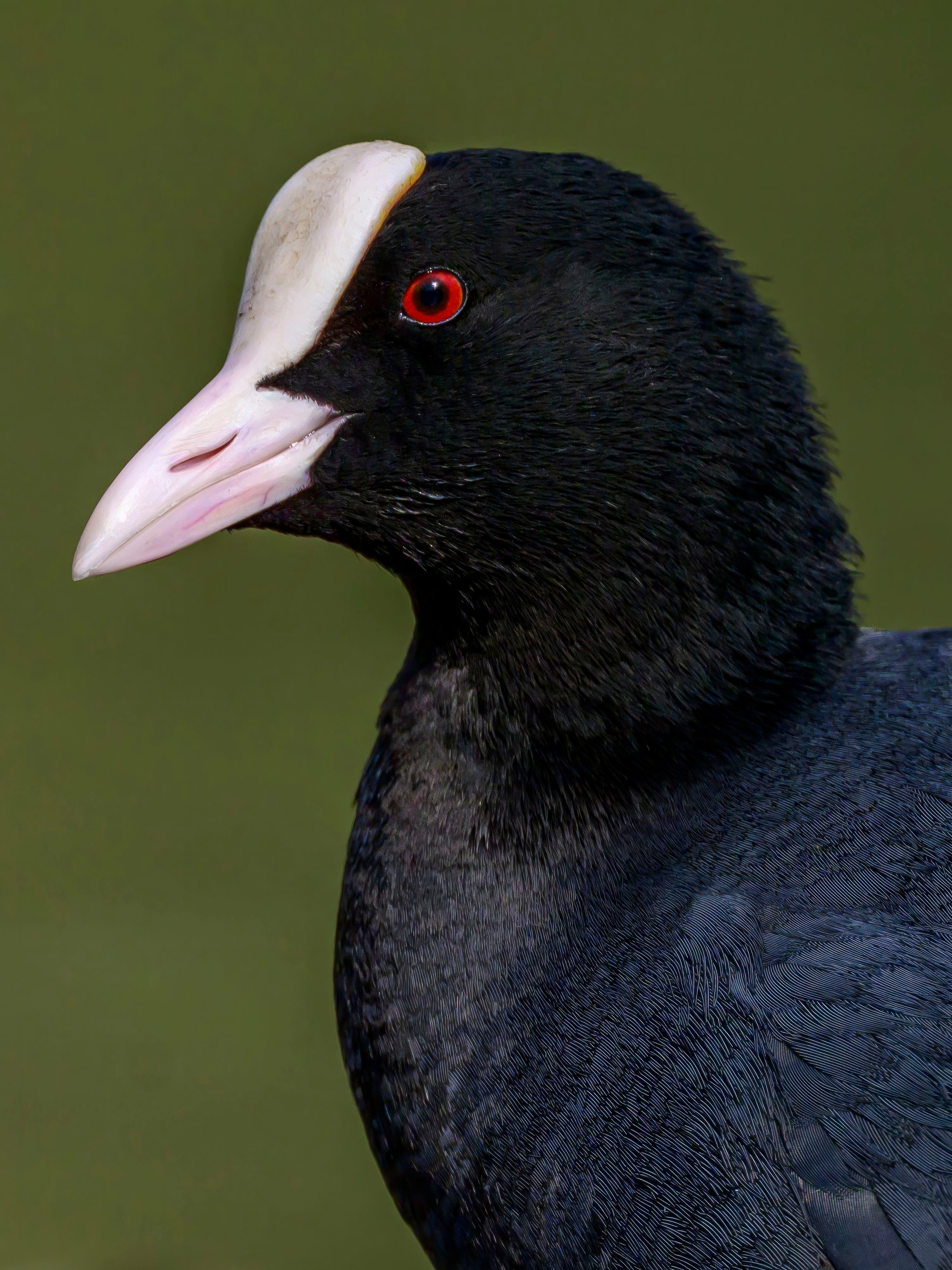 Лысуха. Wildlife photography by Sergey Puponin