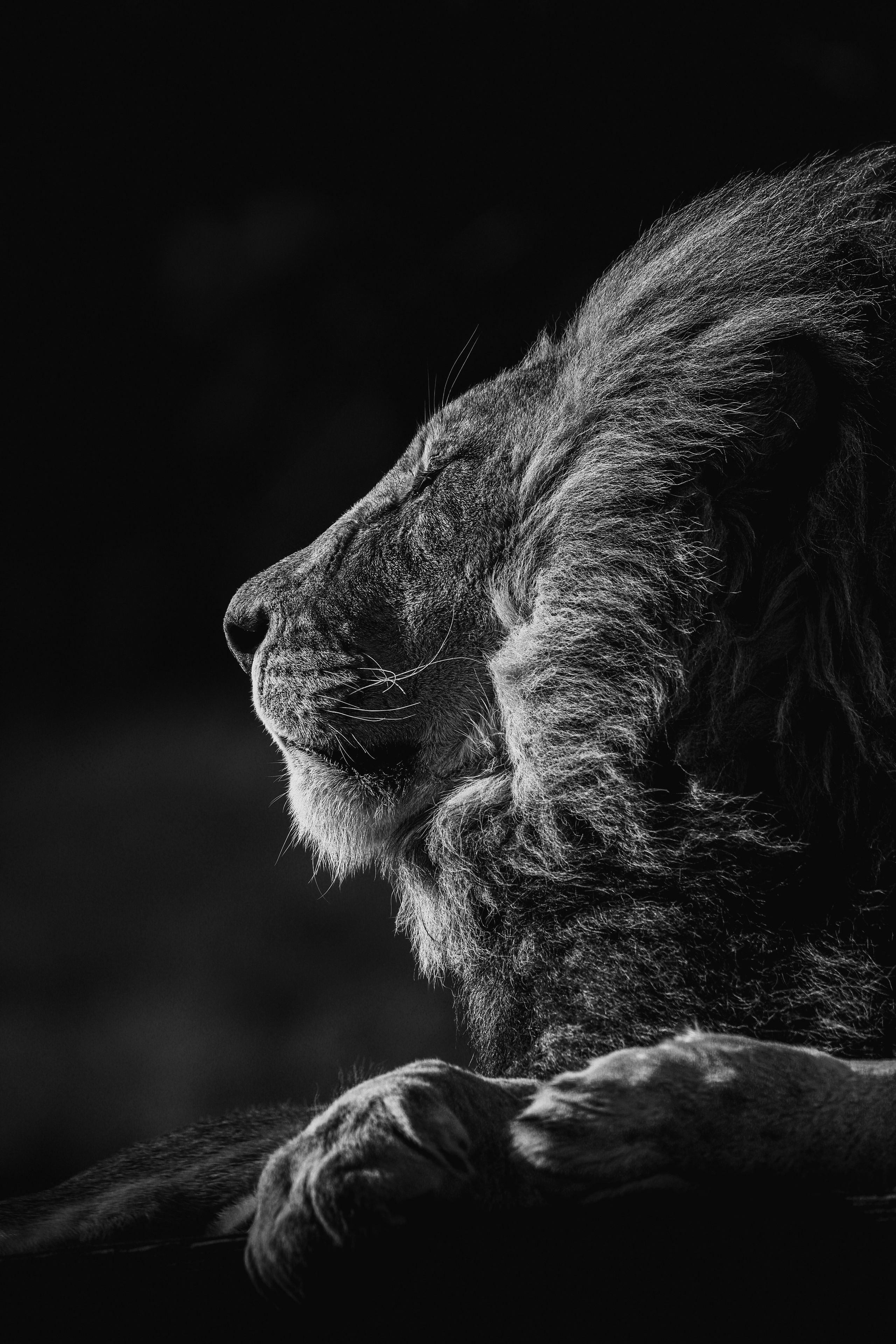 Wildlife in black and white. Фотограф Дикой природы, пейзажа и спорта. Pavel Che