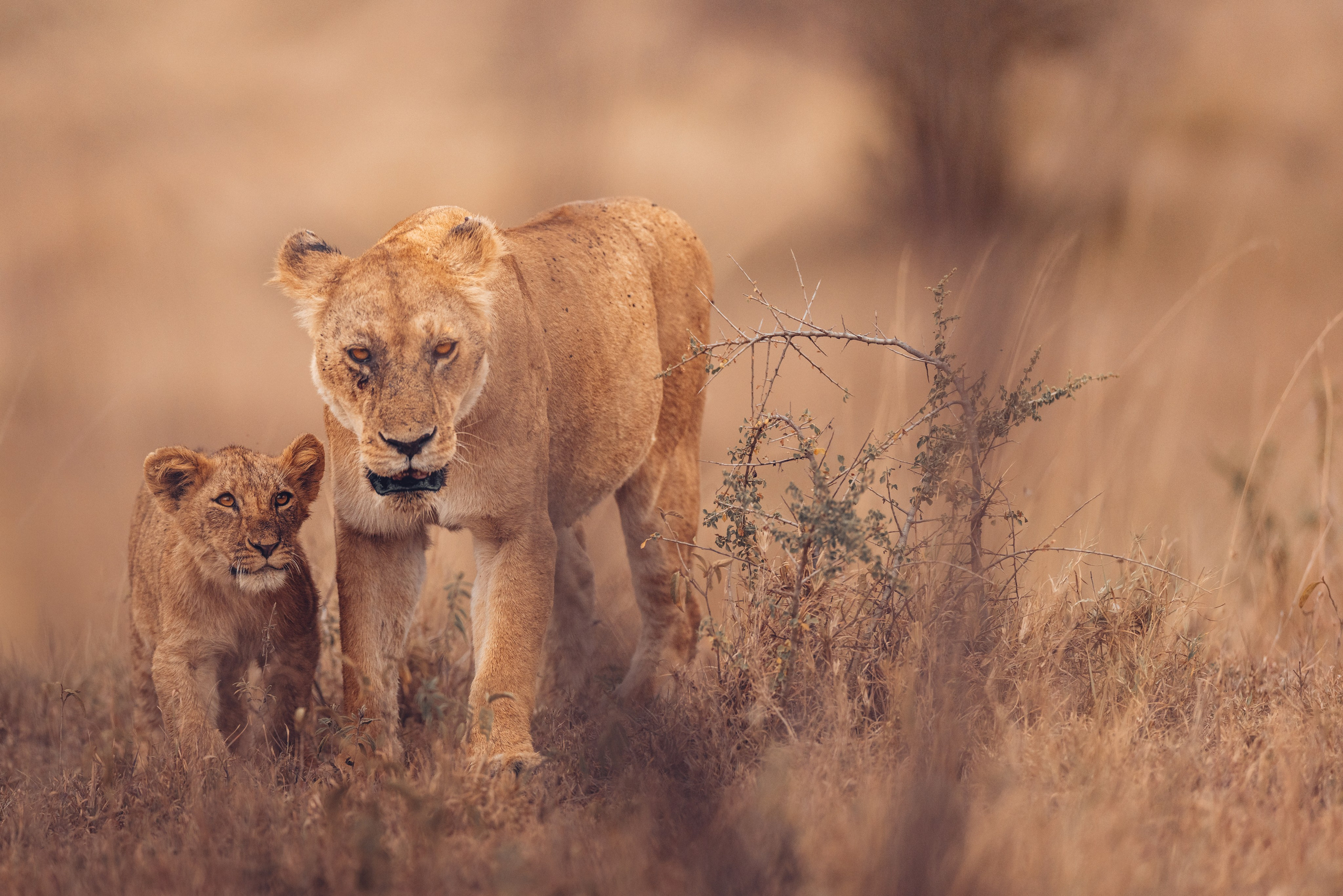 Wild Africa. Фотограф Дикой природы, пейзажа и спорта. Pavel Che