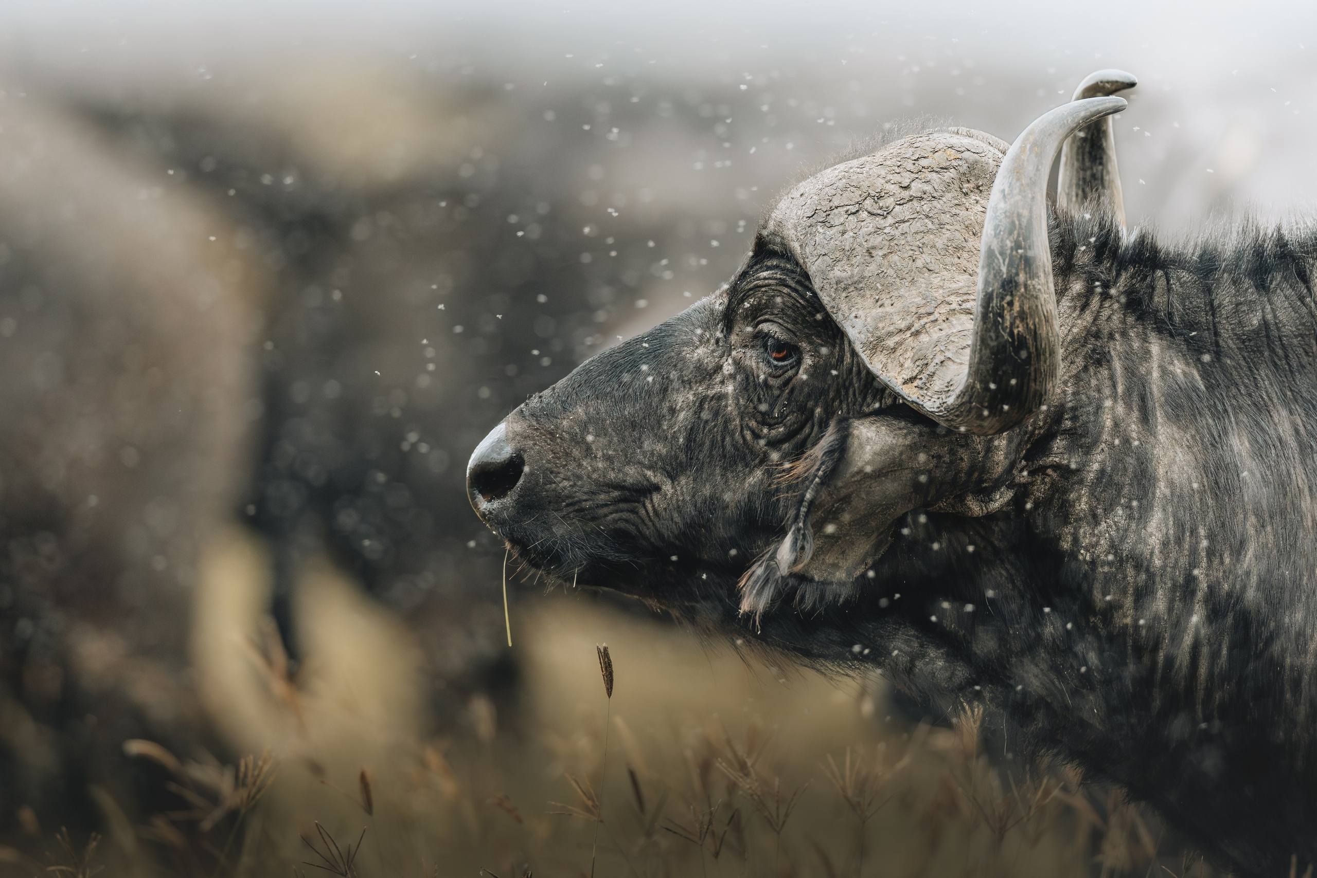 Wild Africa. Фотограф Дикой природы, пейзажа и спорта. Pavel Che