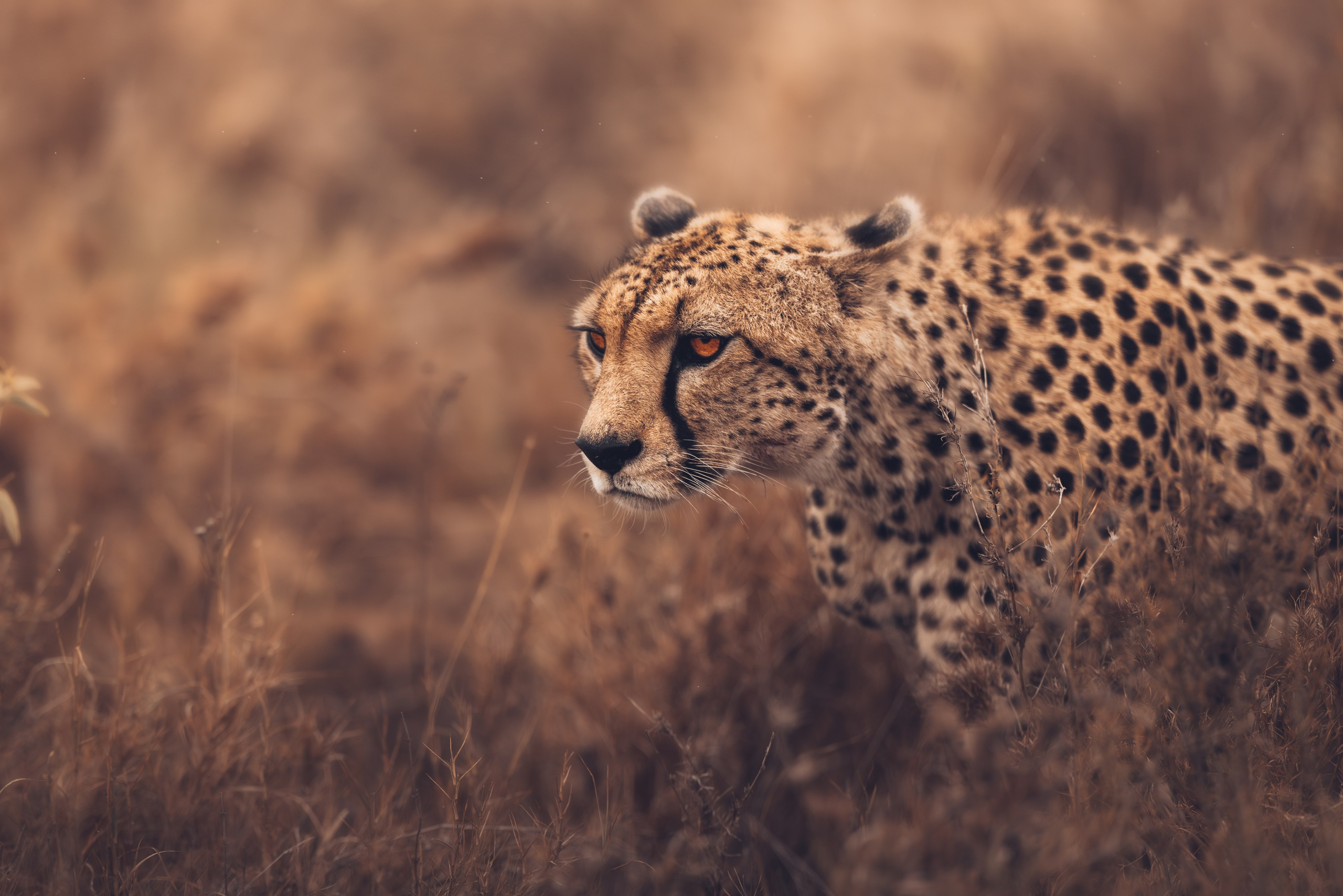 Wild Africa. Фотограф Дикой природы, пейзажа и спорта. Pavel Che