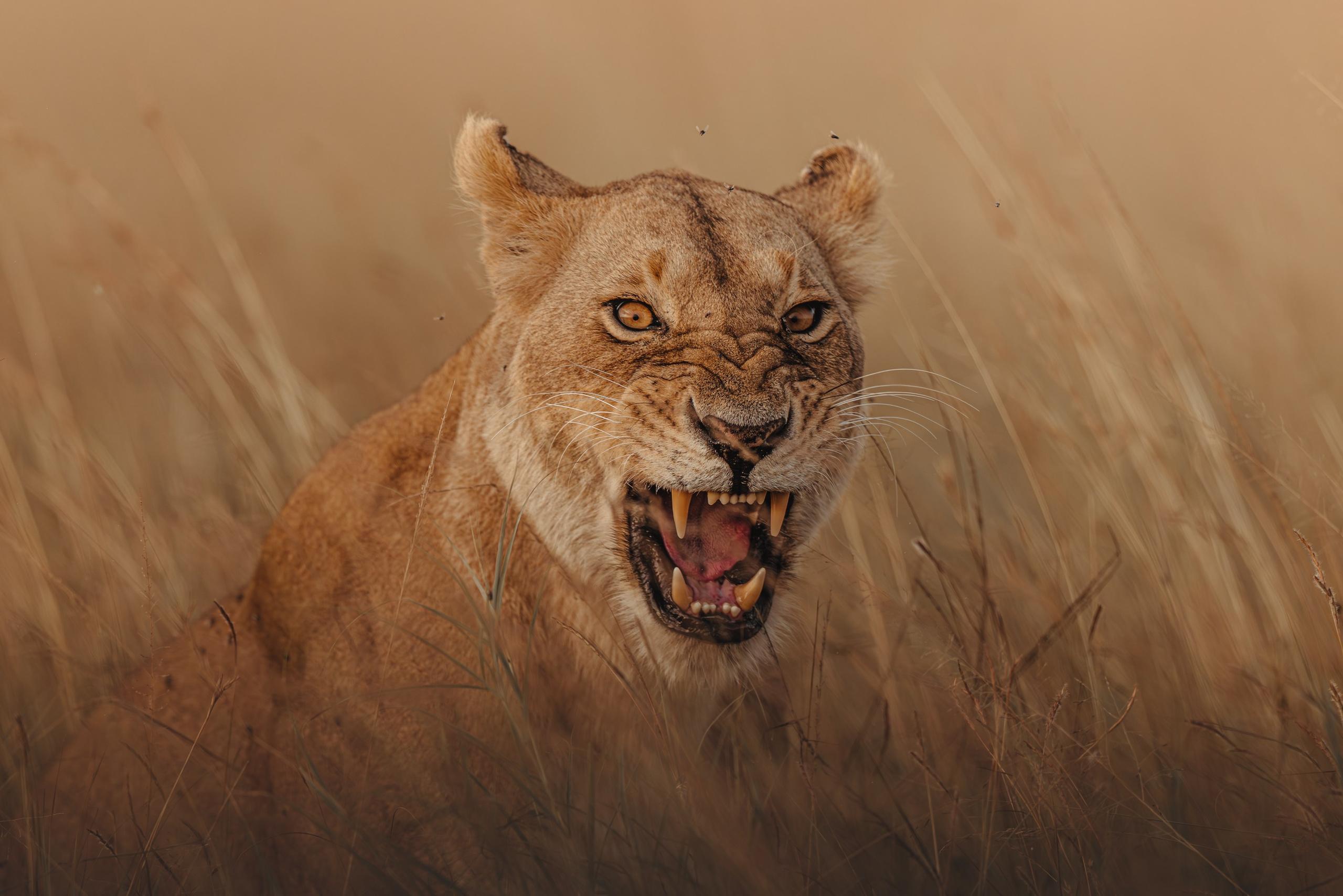 Wild Africa. Фотограф Дикой природы, пейзажа и спорта. Pavel Che
